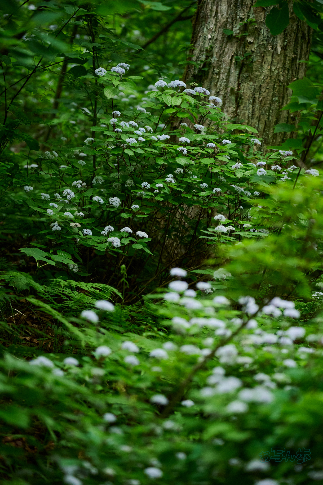 https://www.yaotomi.co.jp/blog/walk/DSC_0359co%2C175%20mm%2CF4.8%2Ciso7200%28High%20efficiency%20%20RAW%29.jpg