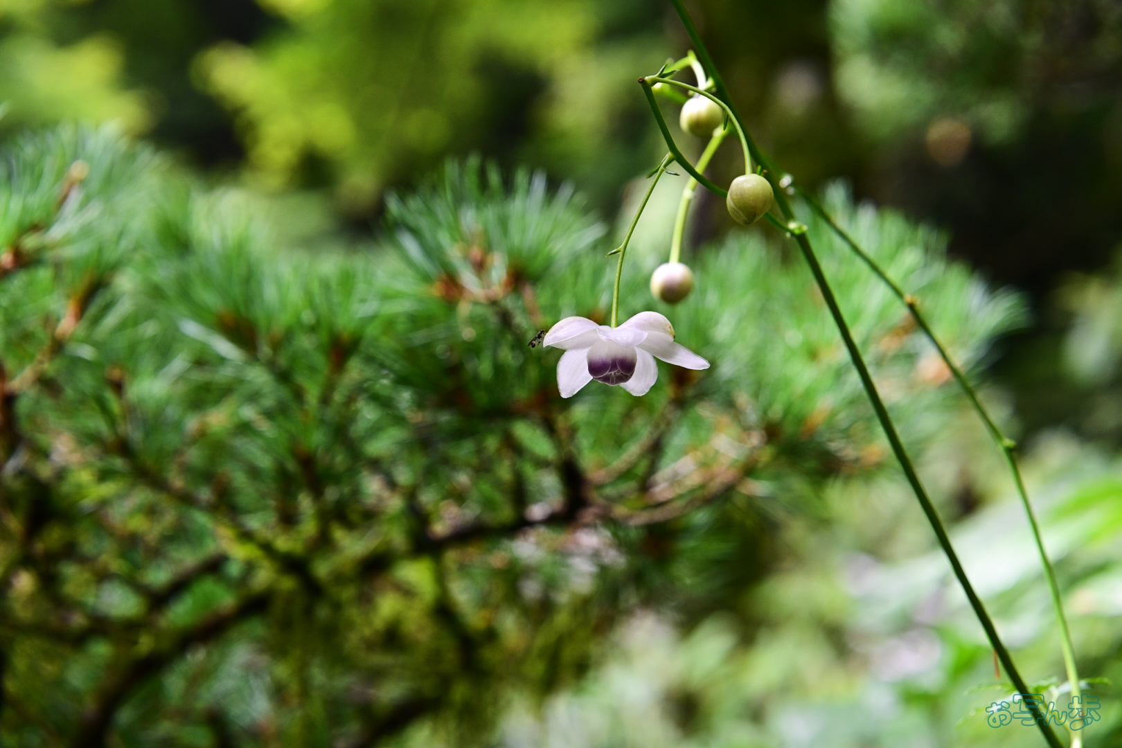 https://www.yaotomi.co.jp/blog/walk/DSC_0362%2C78%20mm%2CF7.1%2C1-125%20%E7%A7%92%2Ciso800%28JPEG%29.jpg