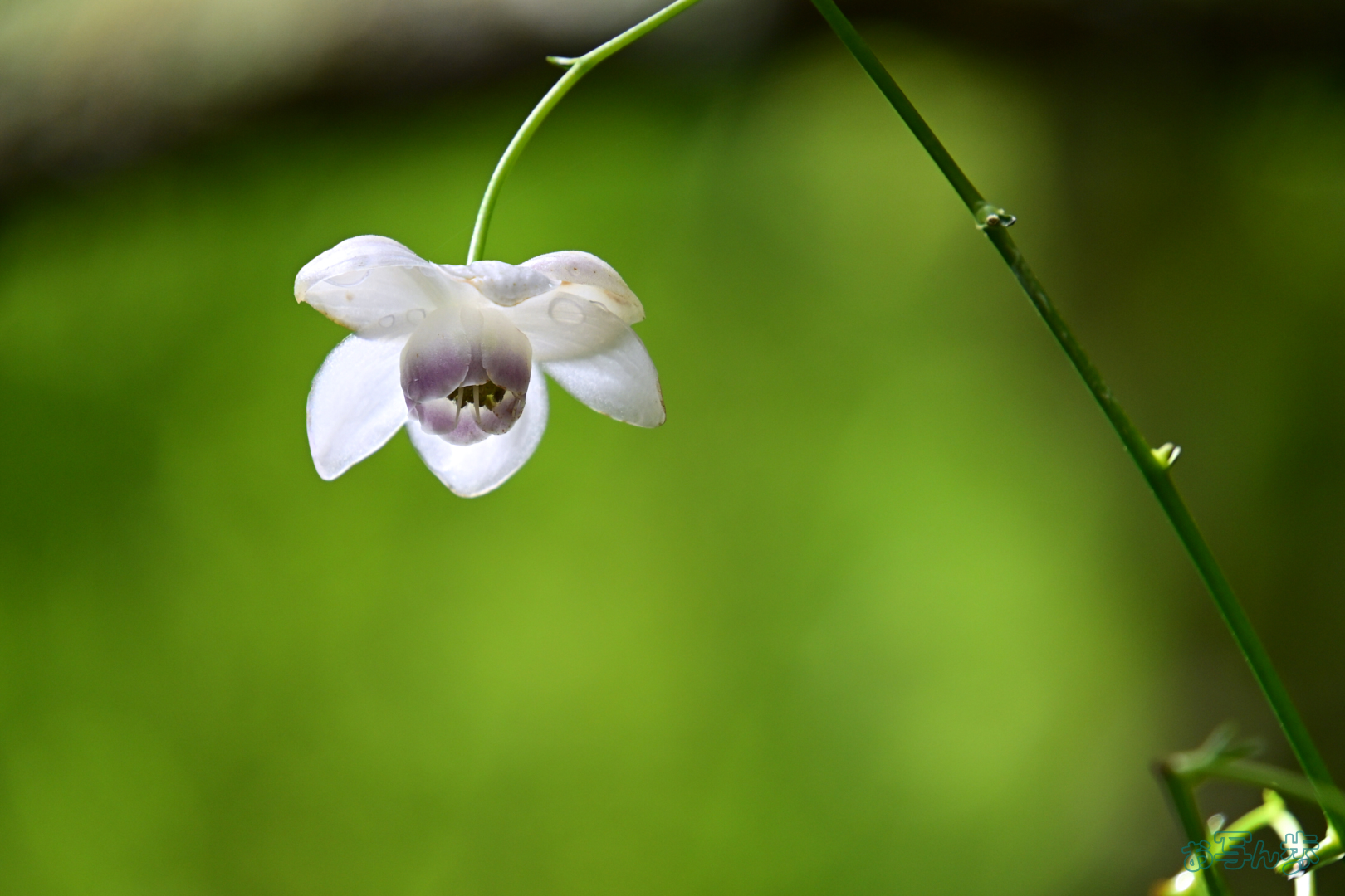 https://www.yaotomi.co.jp/blog/walk/DSC_0368%2C192%20mm%2CF7.1%2C1-125%20%E7%A7%92%2Ciso800%28JPEG%29.jpg