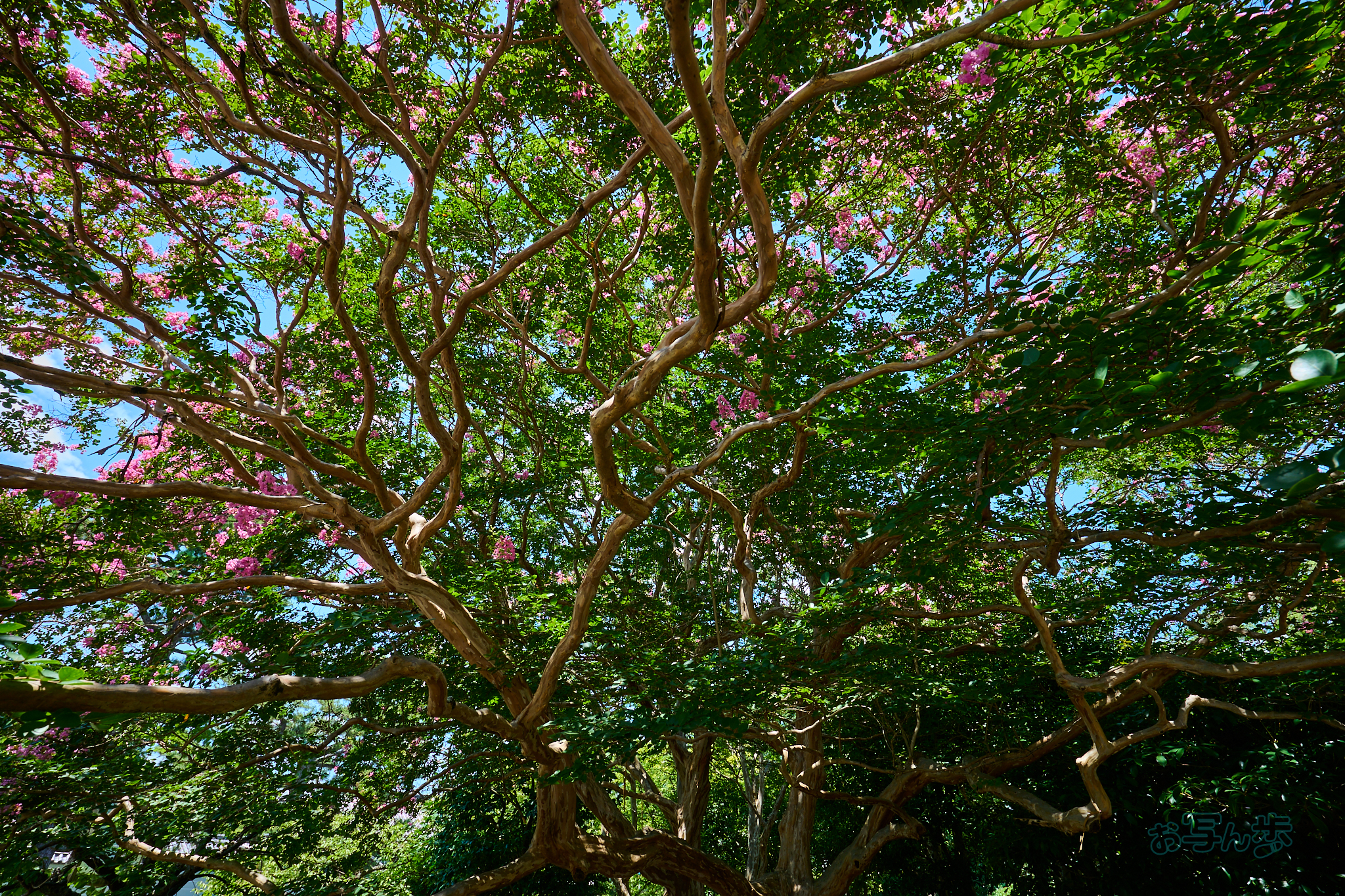 https://www.yaotomi.co.jp/blog/walk/DSC_0374co%2C16%20mm%2CF11%2Ciso100%28RAW%20S%29.jpg
