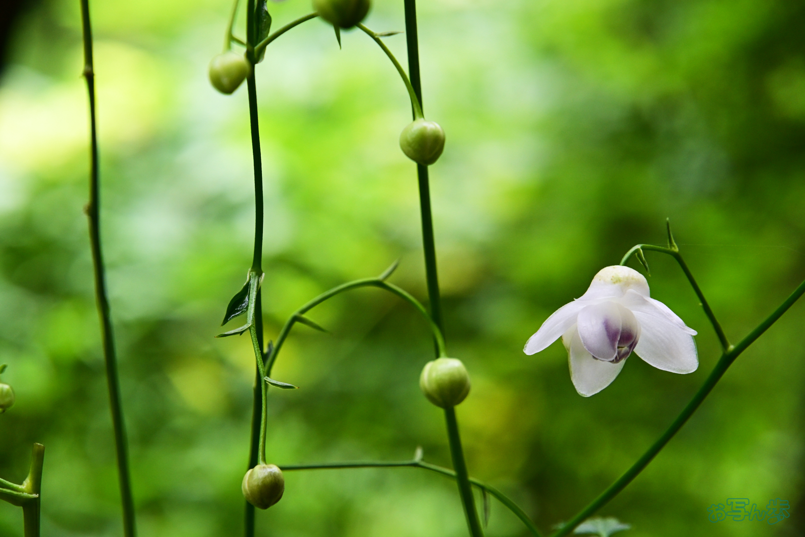 https://www.yaotomi.co.jp/blog/walk/DSC_0398%2C138%20mm%2CF9%2C1-40%20%E7%A7%92%2Ciso800%28JPEG%29.jpg