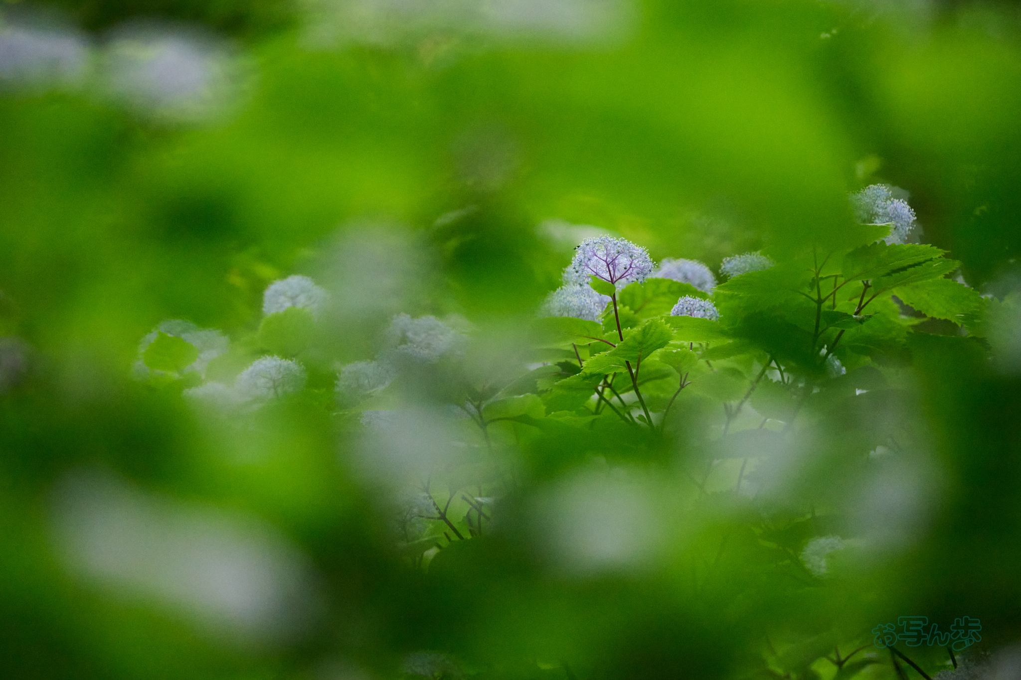 https://www.yaotomi.co.jp/blog/walk/DSC_0416co%2C280%20mm%2CF5.3%2Ciso12800%28High%20efficiency%20%20RAW%29.jpg