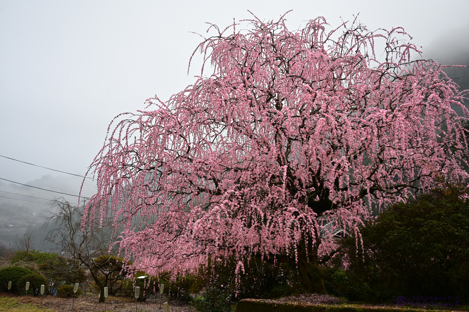 https://www.yaotomi.co.jp/blog/walk/DSC_0452%2C31%20mm%2CF10%2Ciso250.jpg