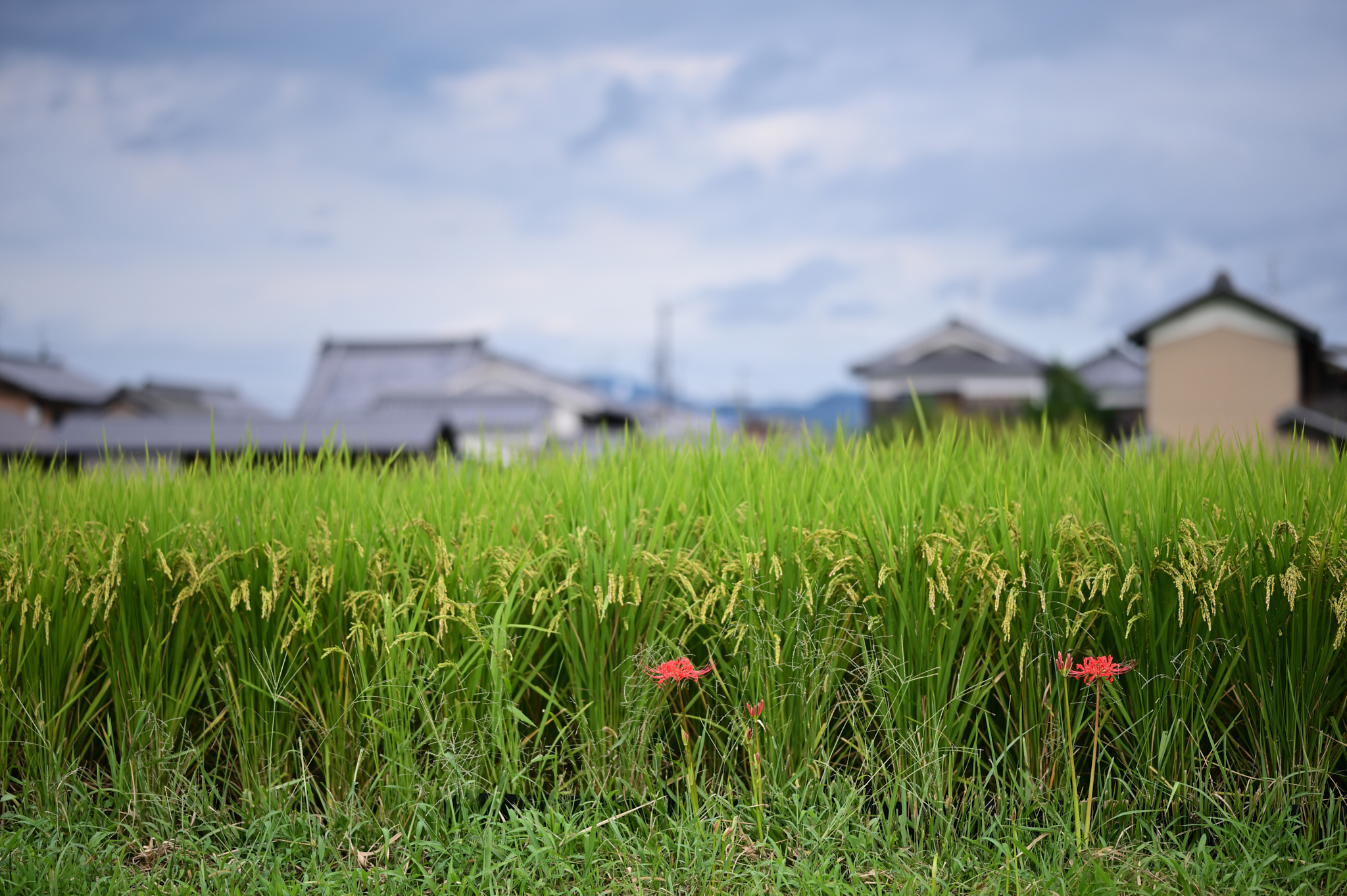 https://www.yaotomi.co.jp/blog/walk/DSC_0505%2CNDX%2C85%20mm%2CF1.8%2Ciso100.jpg