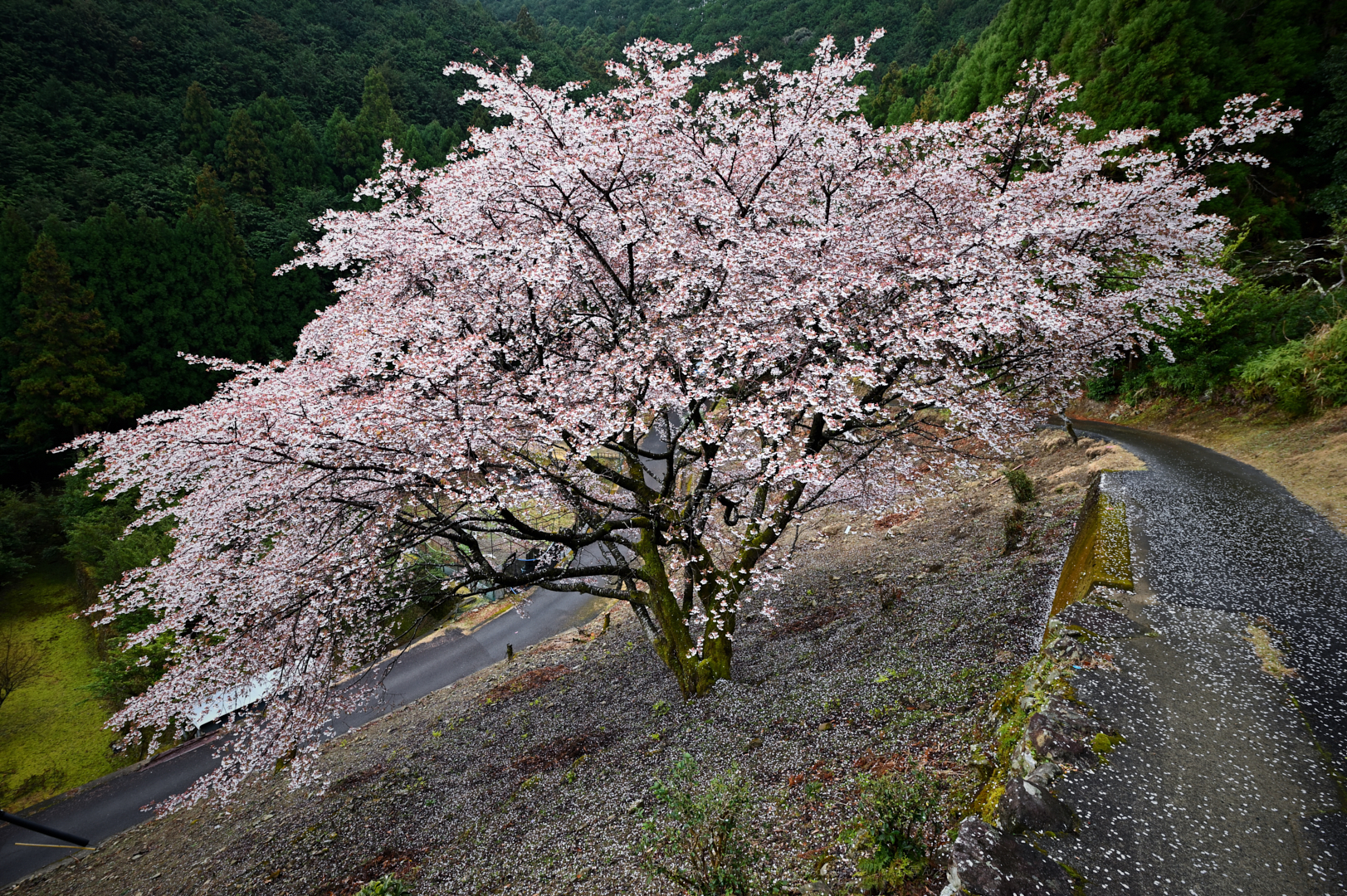 https://www.yaotomi.co.jp/blog/walk/DSC_0505_00001%2C18%20mm%2CF10%2C1-20%20%E7%A7%92%2Ciso280.jpg