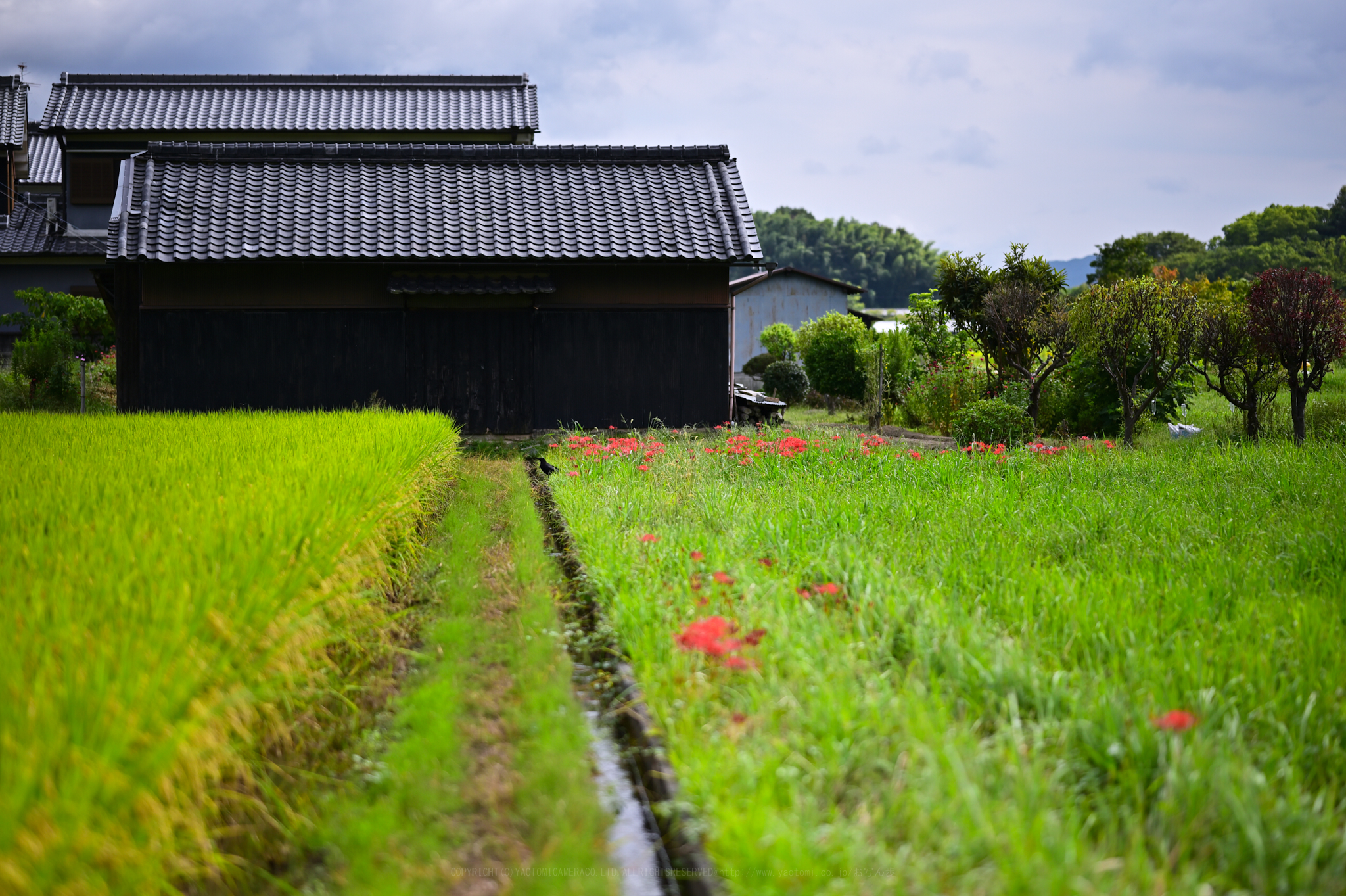 https://www.yaotomi.co.jp/blog/walk/DSC_0514%2CNDX%2C85%20mm%2CF1.8%2Ciso100.jpg