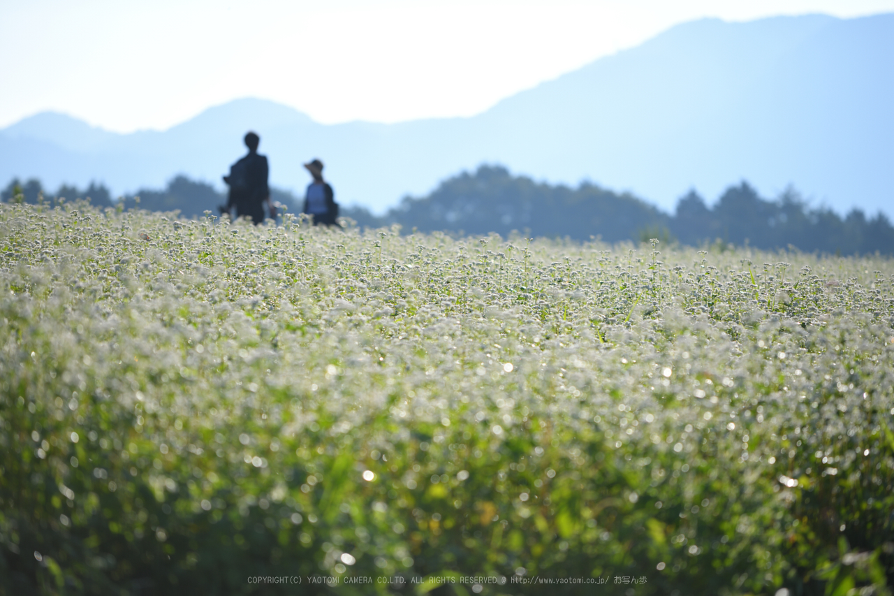 https://www.yaotomi.co.jp/blog/walk/DSC_0514NX-D%2C200%20mm_2017%2817-09-09%29yaotomi.jpg