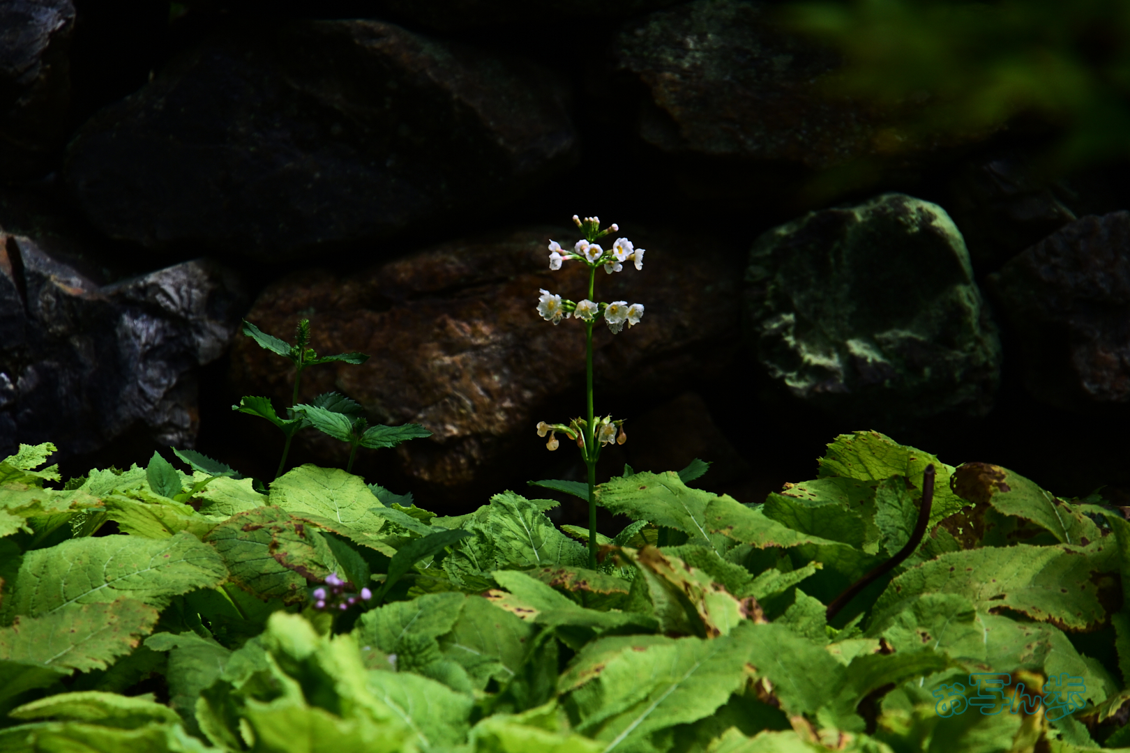 https://www.yaotomi.co.jp/blog/walk/DSC_0517co%2C300%20mm%2CF9%2Ciso400%28JPEG%29.jpg