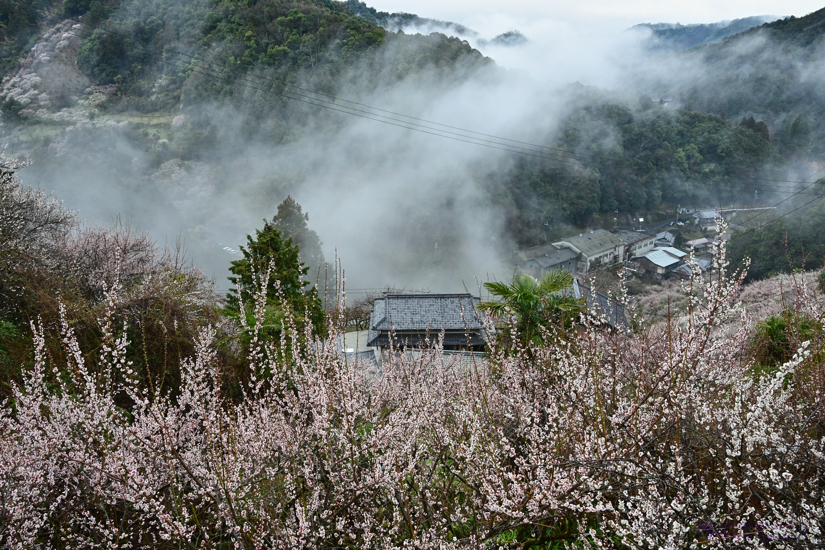 https://www.yaotomi.co.jp/blog/walk/DSC_0521%2C31%20mm%2CF13%2Ciso250.jpg