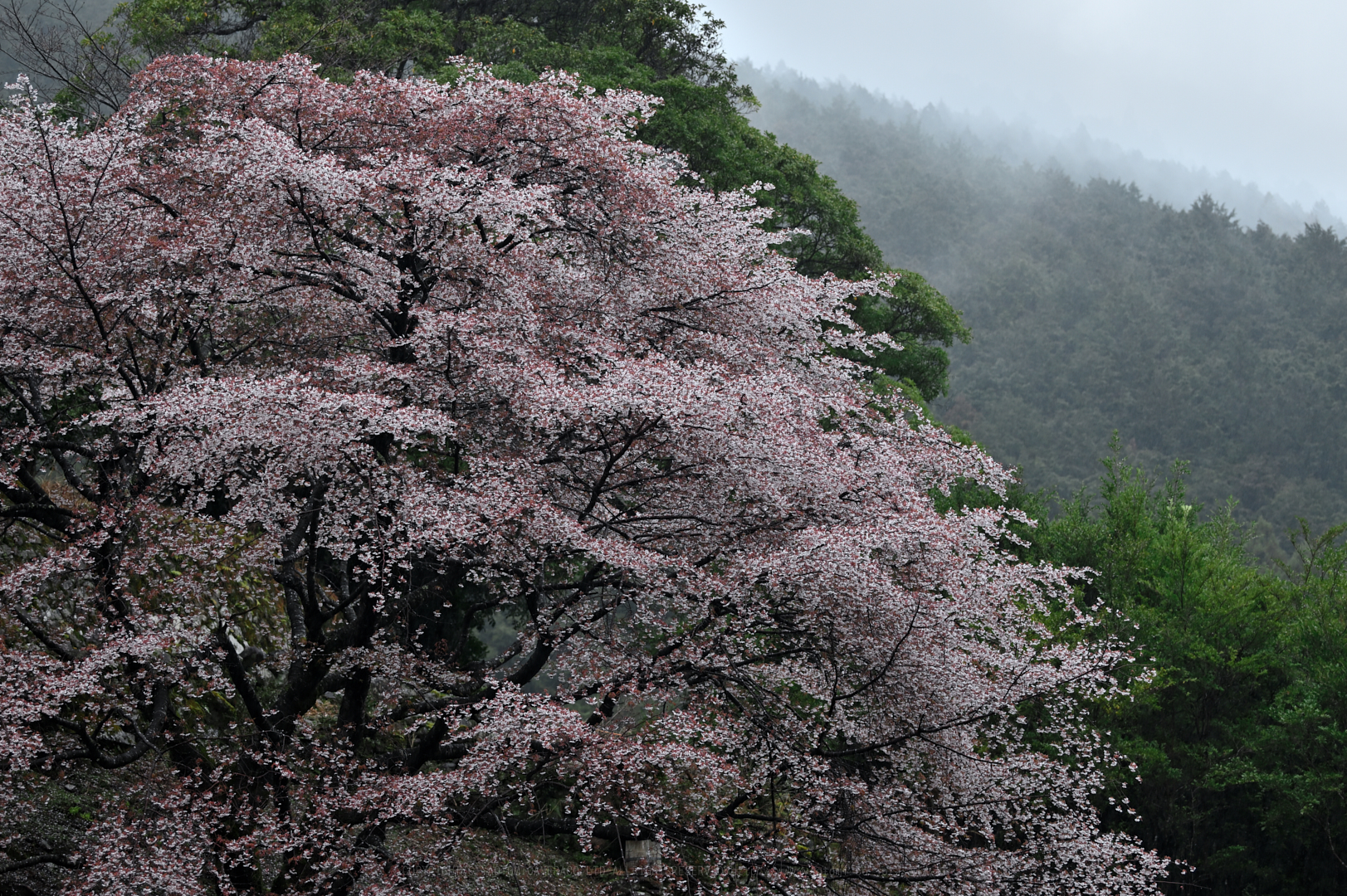 https://www.yaotomi.co.jp/blog/walk/DSC_0521_NDX%2C105%20mm%2CF4%2C1-125%20%E7%A7%92%2Ciso250.jpg