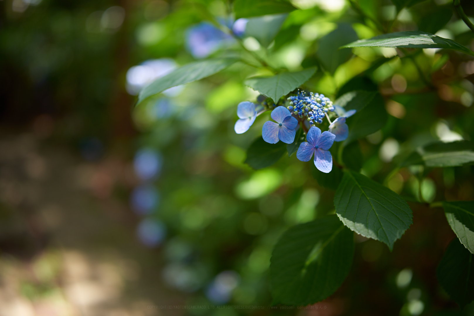 https://www.yaotomi.co.jp/blog/walk/DSC_0522%2C35%20mm%2CF1.4%2Ciso64.jpg