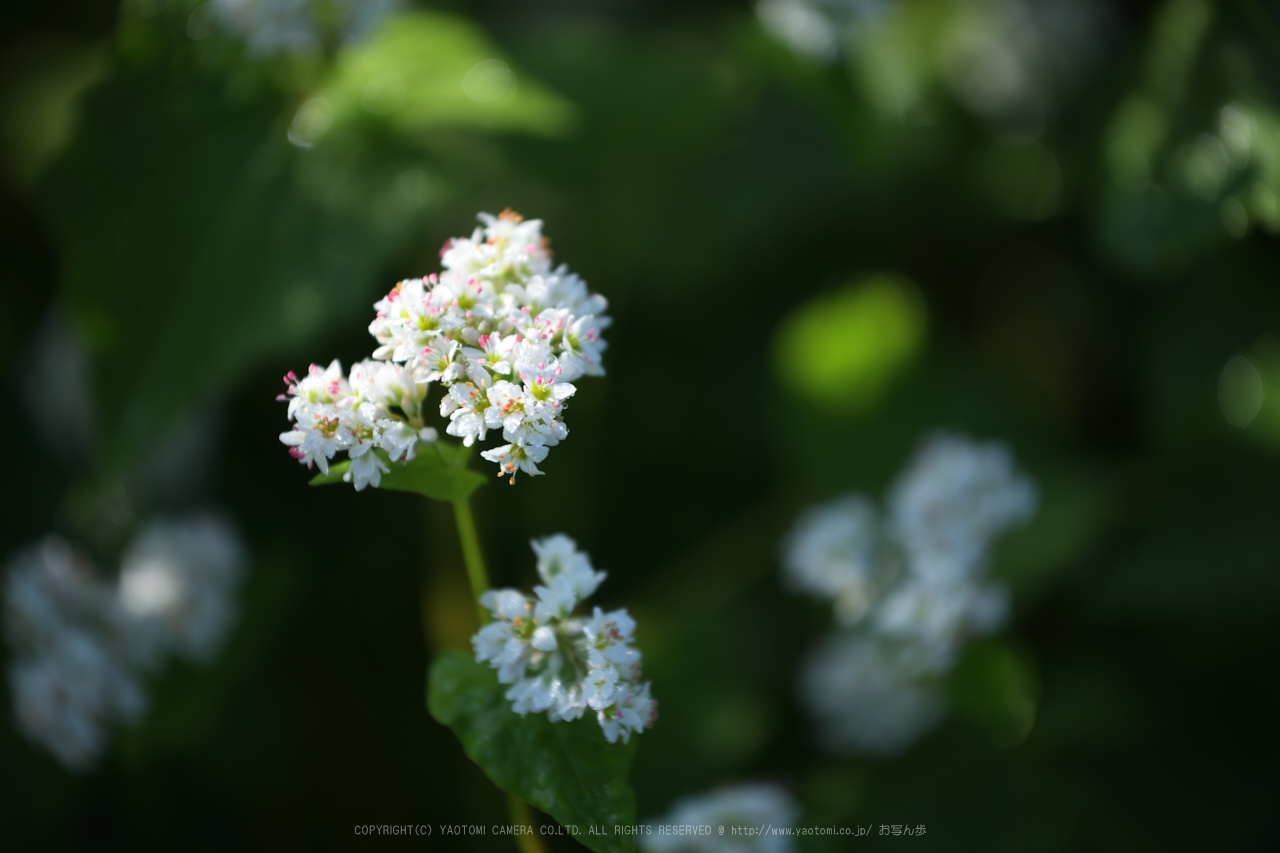 https://www.yaotomi.co.jp/blog/walk/DSC_0527NX-D%2C185%20mm_2017%2817-09-09%29yaotomi.jpg