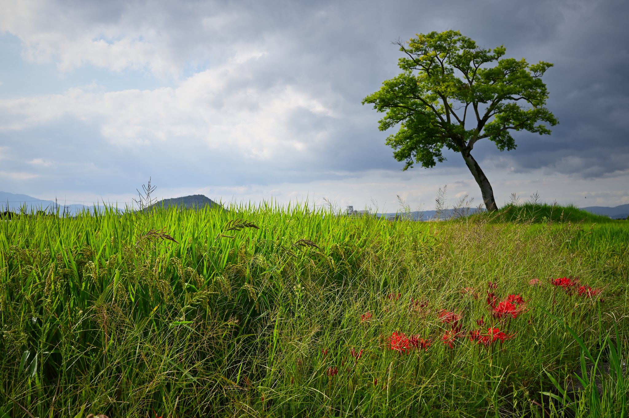 https://www.yaotomi.co.jp/blog/walk/DSC_0557%2CNDX%2C35%20mm%2CF10%2Ciso100.jpg