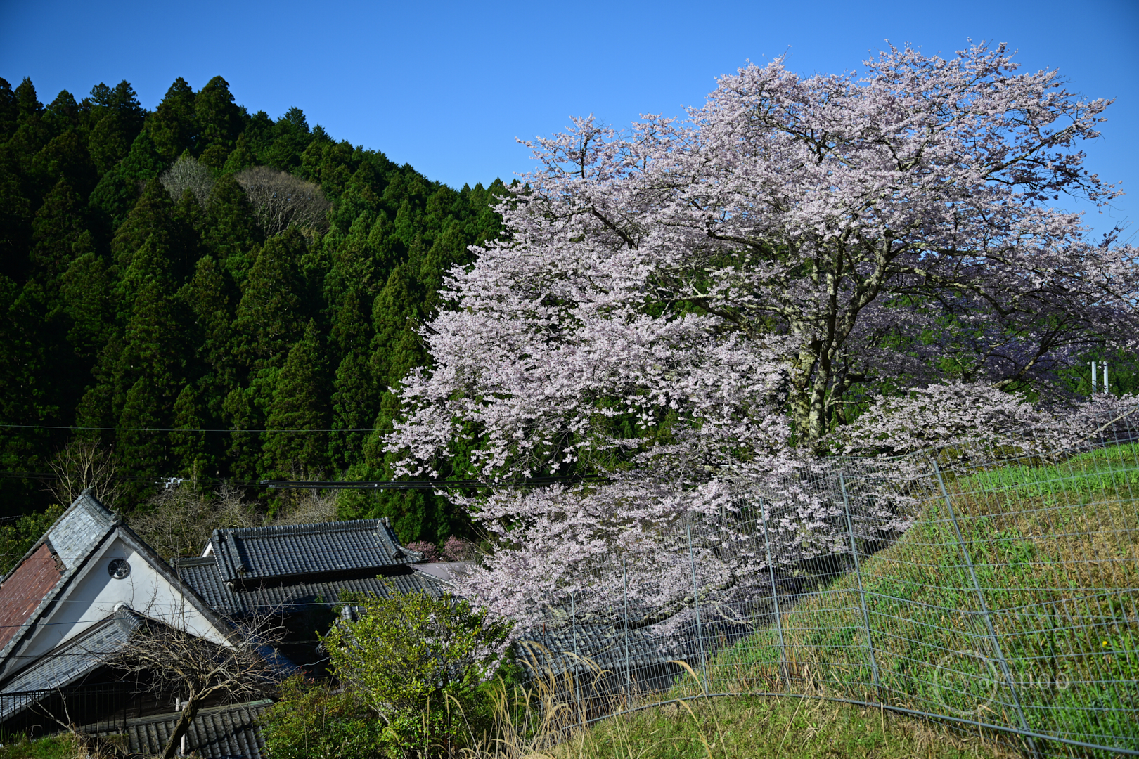 https://www.yaotomi.co.jp/blog/walk/DSC_0568%2C35%20mm%2CF2.8%2Ciso100%28JPEG%29.jpg