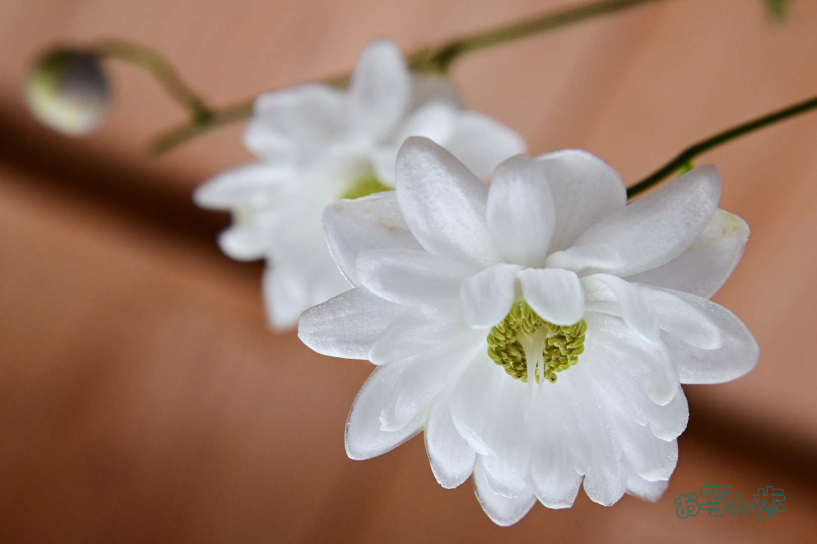 https://www.yaotomi.co.jp/blog/walk/DSC_0579co%2C70%20mm%2CF13%2Ciso1600%28JPEG%29.jpg