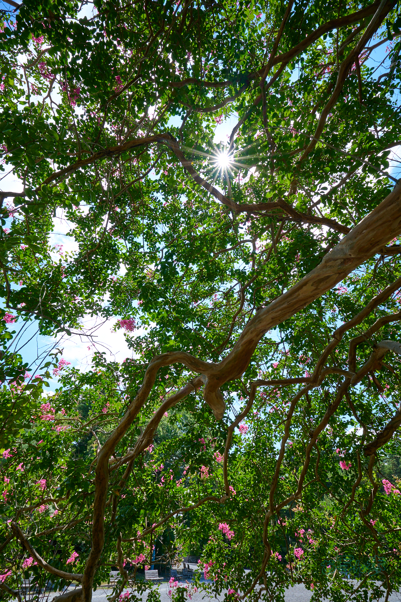 https://www.yaotomi.co.jp/blog/walk/DSC_0605co%2C16%20mm%2CF16%2Ciso100%28RAW%20S%29.jpg