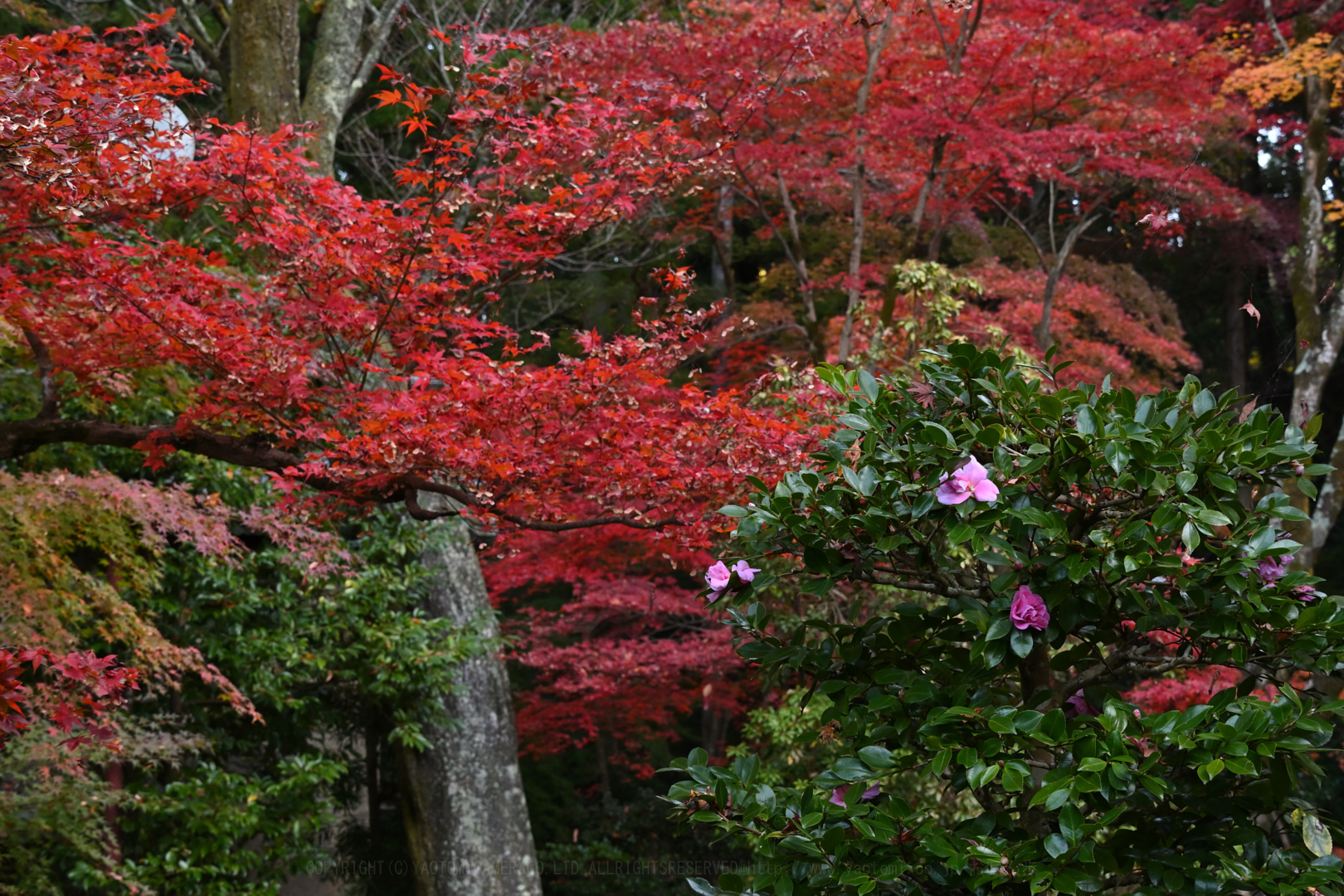 https://www.yaotomi.co.jp/blog/walk/DSC_0622_NDX%2C50%20mm%2CF8%2Ciso400.jpg