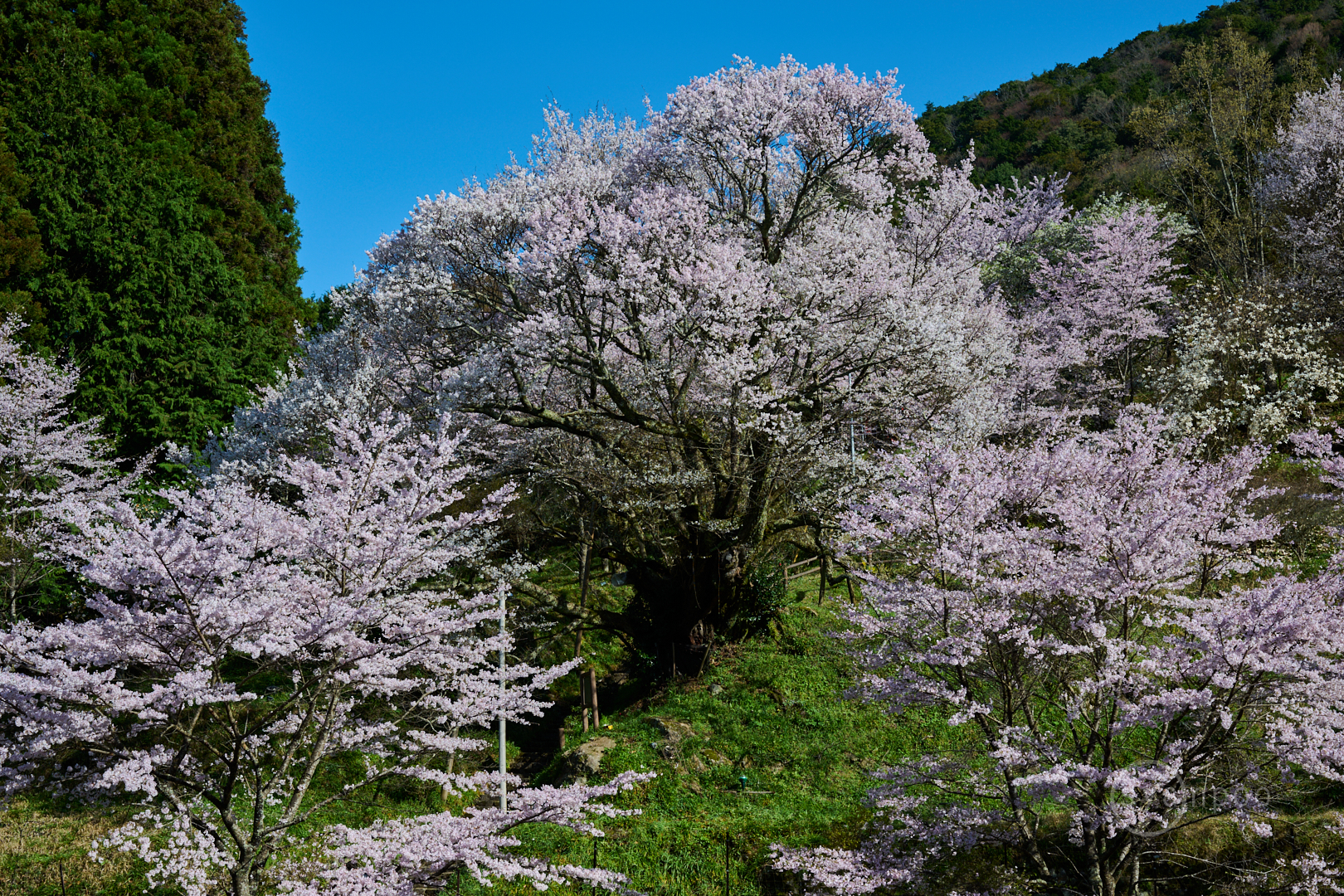 https://www.yaotomi.co.jp/blog/walk/DSC_0623my%2C47%20mm%2CF7.1%2Ciso100%28High%20efficiency%20%20RAW%29.jpg