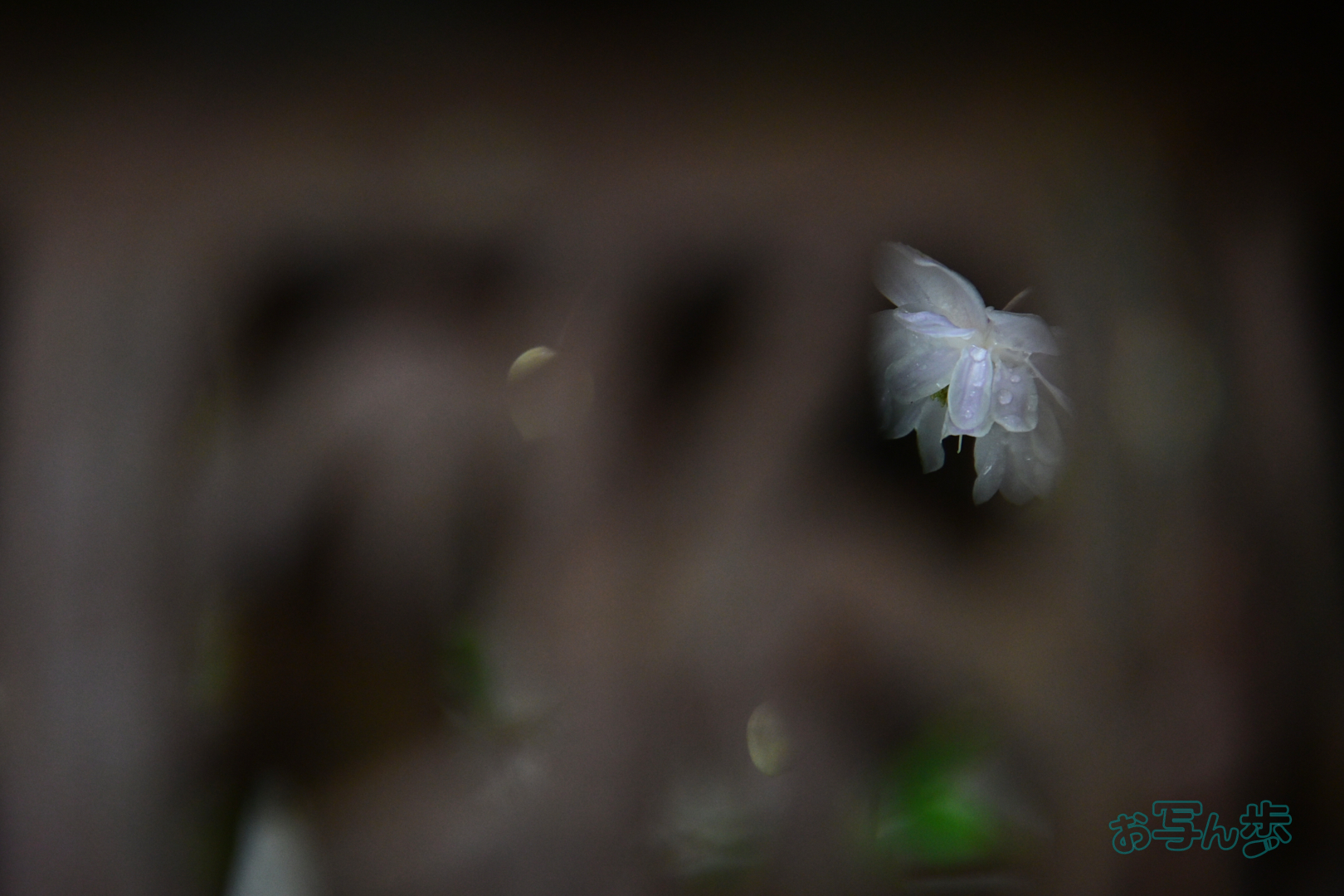https://www.yaotomi.co.jp/blog/walk/DSC_0639co%2C264%20mm%2CF7.1%2Ciso1600%28JPEG%29.jpg