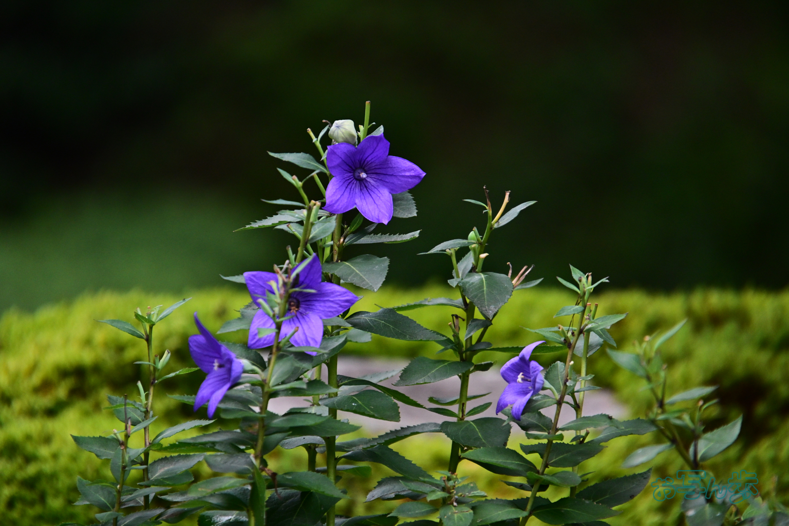 https://www.yaotomi.co.jp/blog/walk/DSC_0642co%2C264%20mm%2CF7.1%2Ciso1600%28JPEG%29.jpg