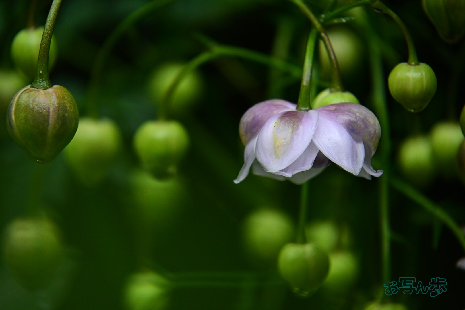 https://www.yaotomi.co.jp/blog/walk/DSC_0727co%2C300%20mm%2CF6.3%2Ciso800%28JPEG%29.jpg