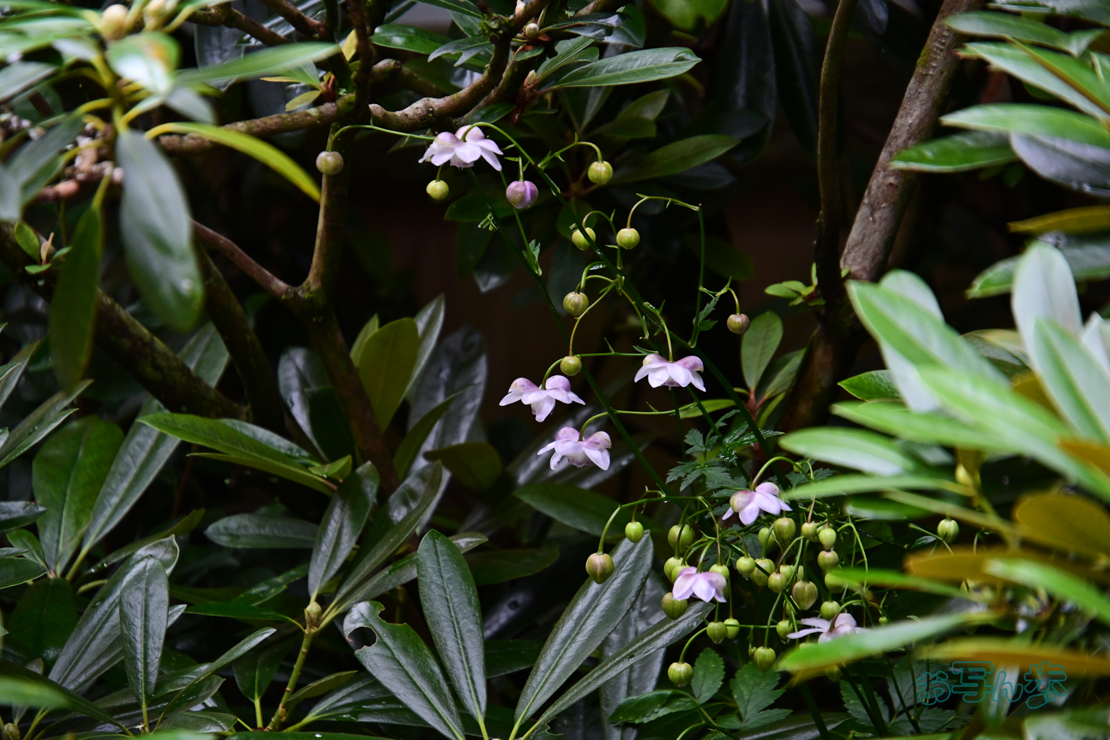 https://www.yaotomi.co.jp/blog/walk/DSC_0760co%2C196%20mm%2CF6.3%2Ciso800%28JPEG%29.jpg