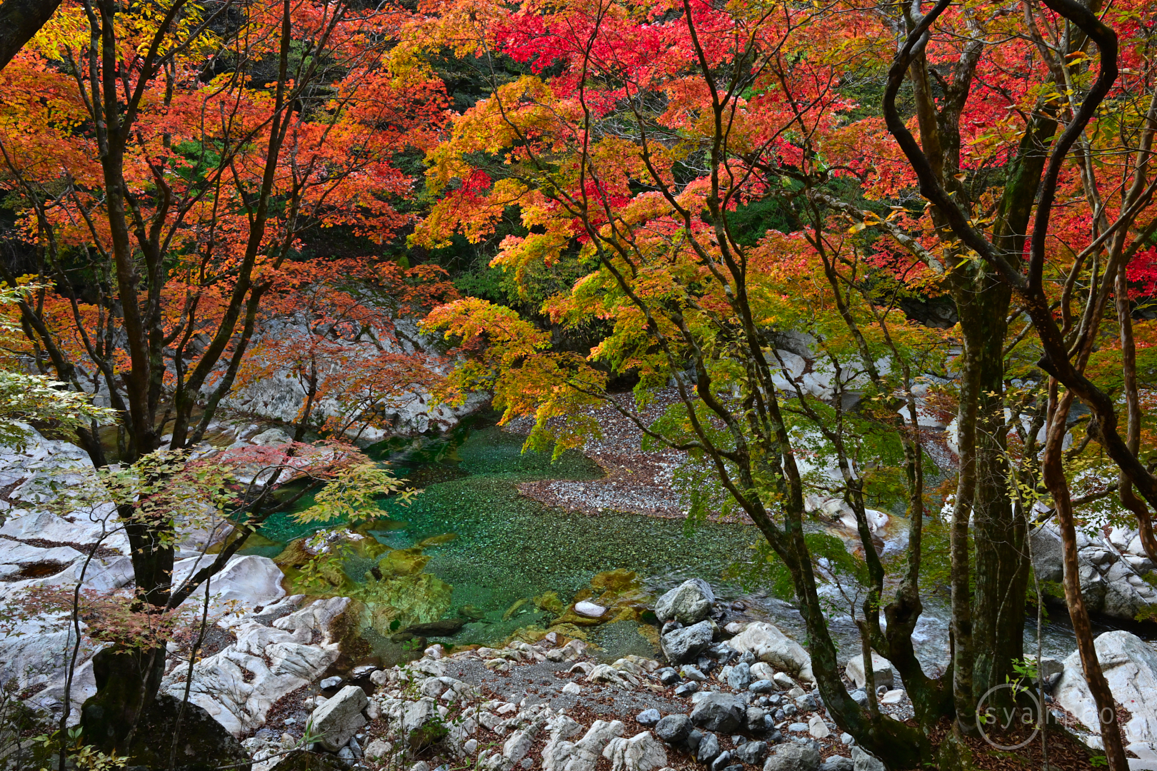 https://www.yaotomi.co.jp/blog/walk/DSC_1048Z8%2C24%20mm%2CF10%2Ciso640%28JPEG%29.jpg