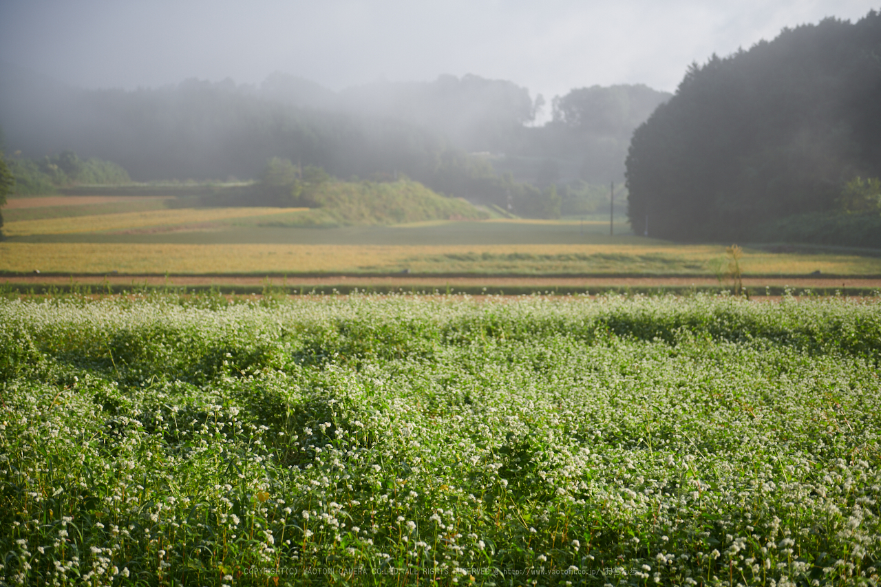 https://www.yaotomi.co.jp/blog/walk/DSC_1070%2C55%20mm%2817-09-13%29yaotomi.jpg