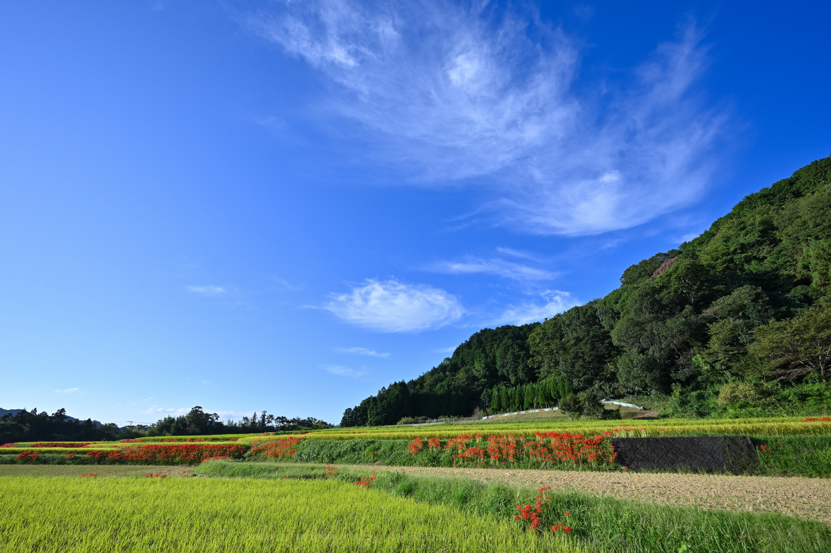 https://www.yaotomi.co.jp/blog/walk/DSC_1098_NDX%2C14%20mm%2CF10%2Ciso100.jpg