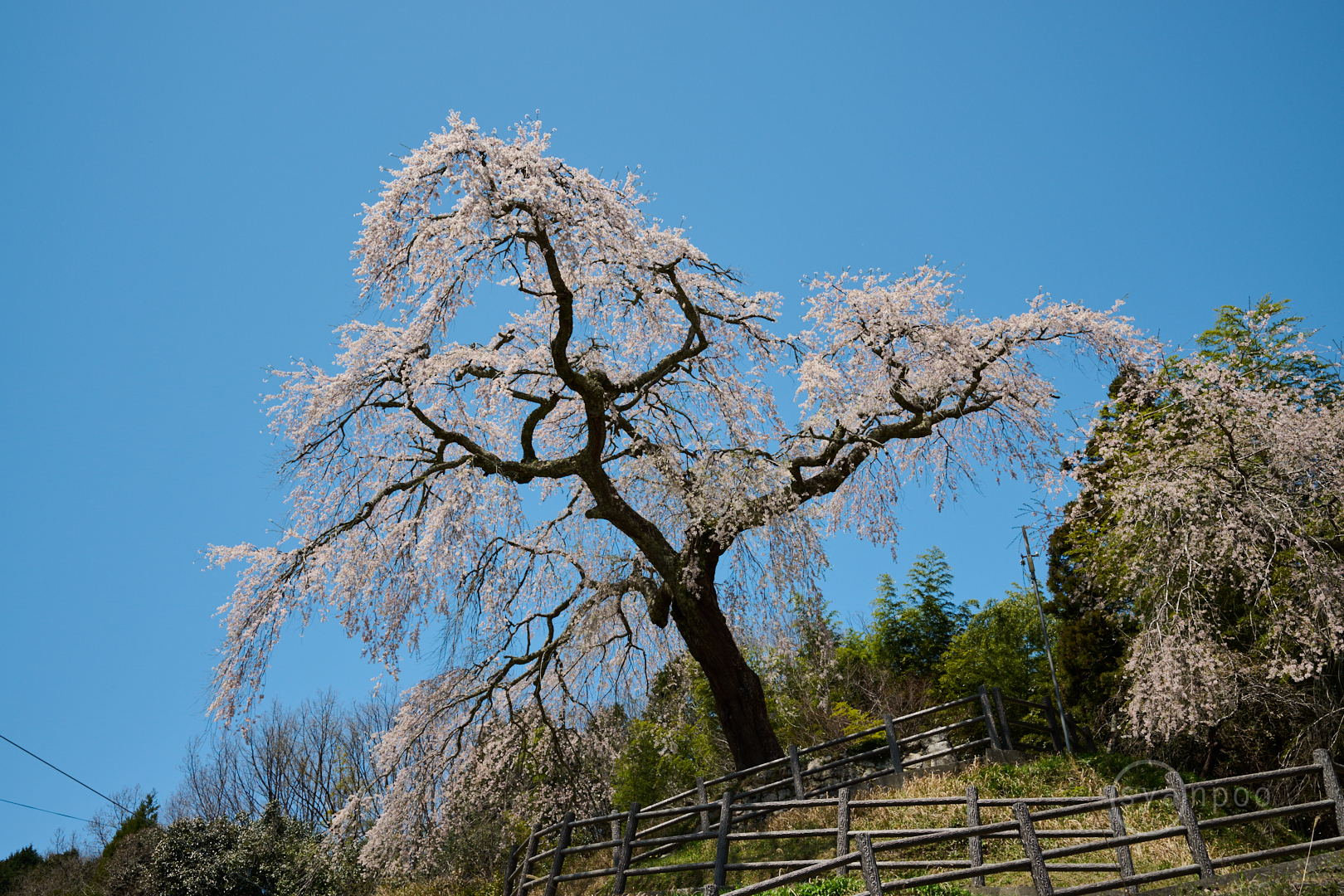 https://www.yaotomi.co.jp/blog/walk/DSC_1109my%2C34%20mm%2CF7.1%2Ciso100%28High%20efficiency%20RAW%29.jpg