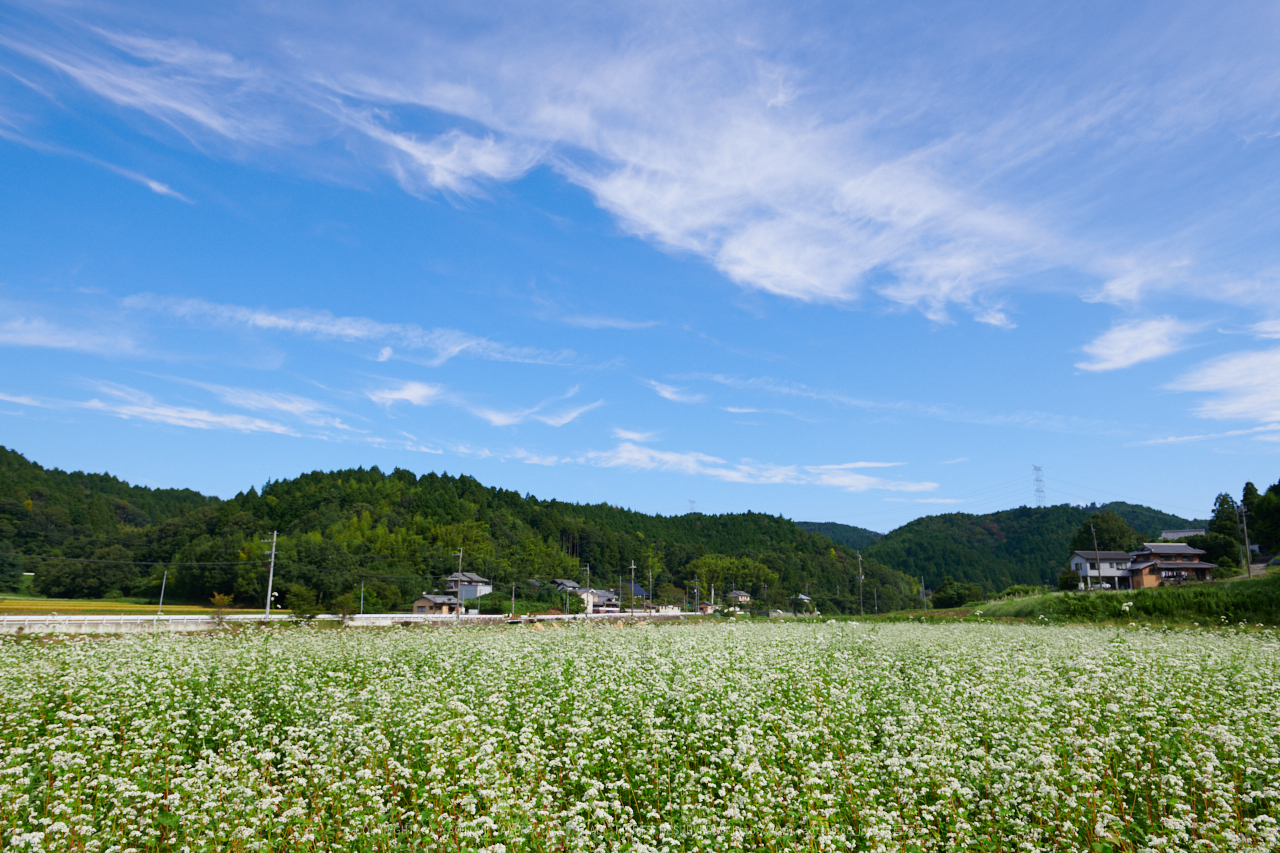 https://www.yaotomi.co.jp/blog/walk/DSC_1113%2C24%20mm%2817-09-13%29yaotomi%201.jpg