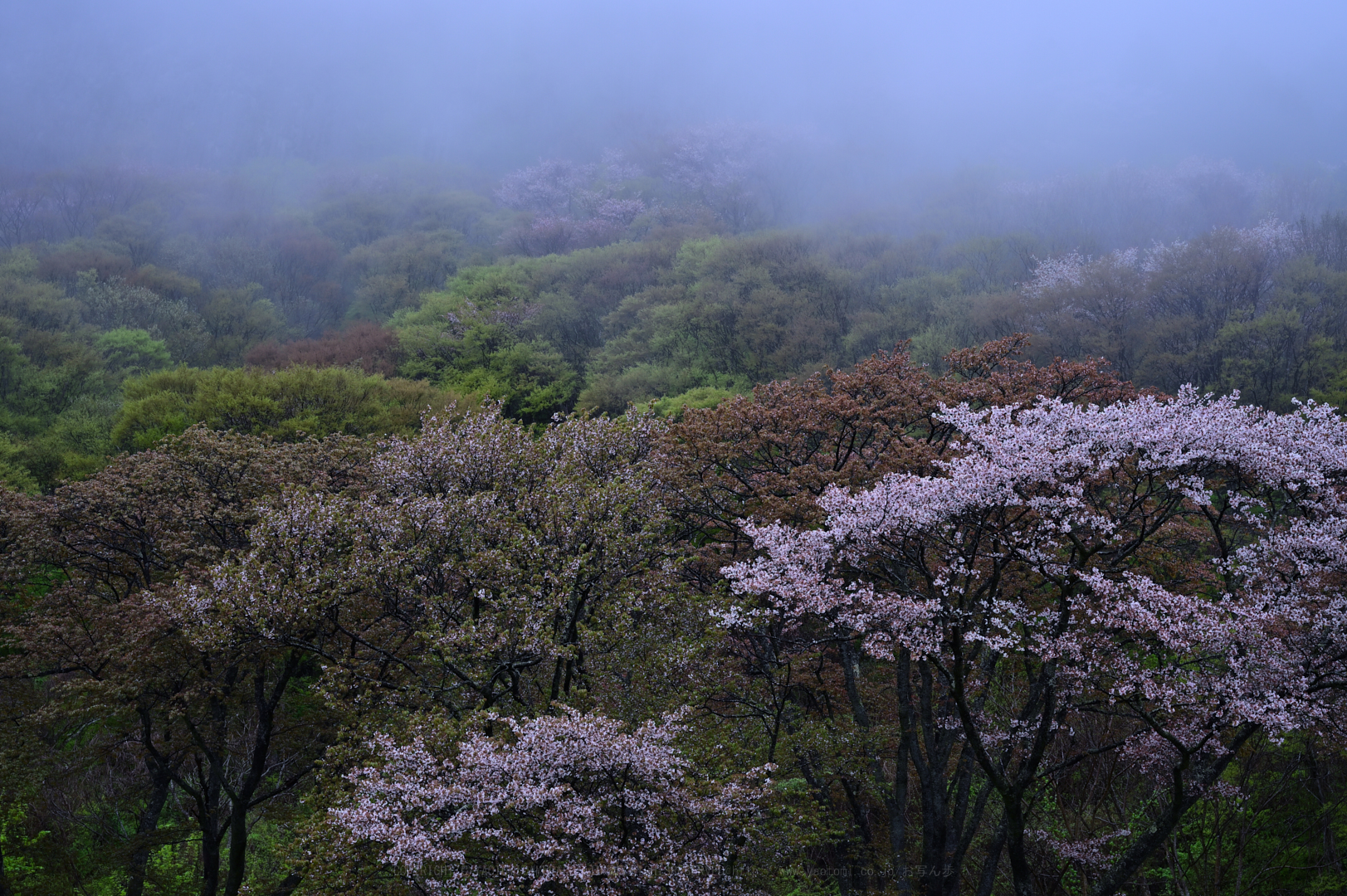 https://www.yaotomi.co.jp/blog/walk/DSC_1116_NDXko_2019yaotomi.jpg