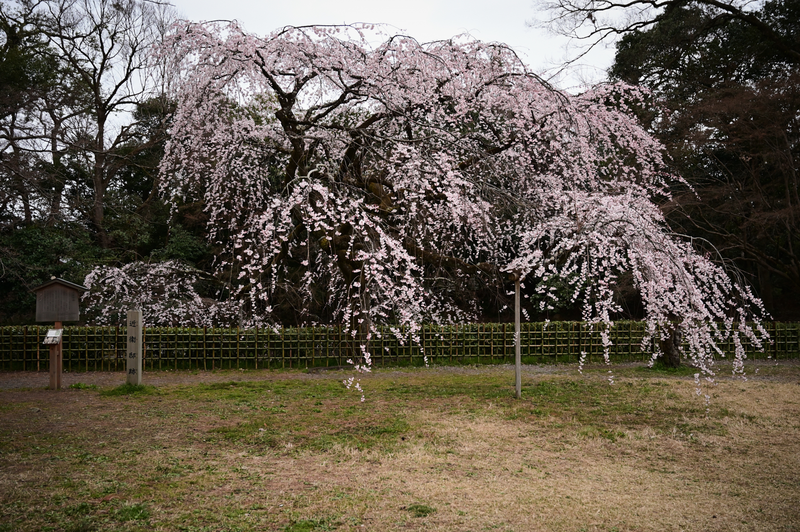 https://www.yaotomi.co.jp/blog/walk/DSC_1152_NDX%2C33%20mm%2CF4%2C1-40%20%E7%A7%92%2Ciso1250.jpg