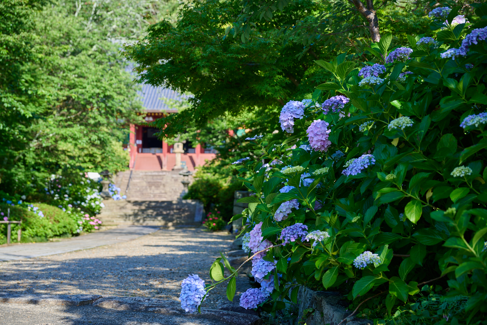https://www.yaotomi.co.jp/blog/walk/DSC_1186co%2C59%20mm%2CF4%2Ciso100%2CNIKKOR%20Z%2024-120mm%20f-4%20S.jpg