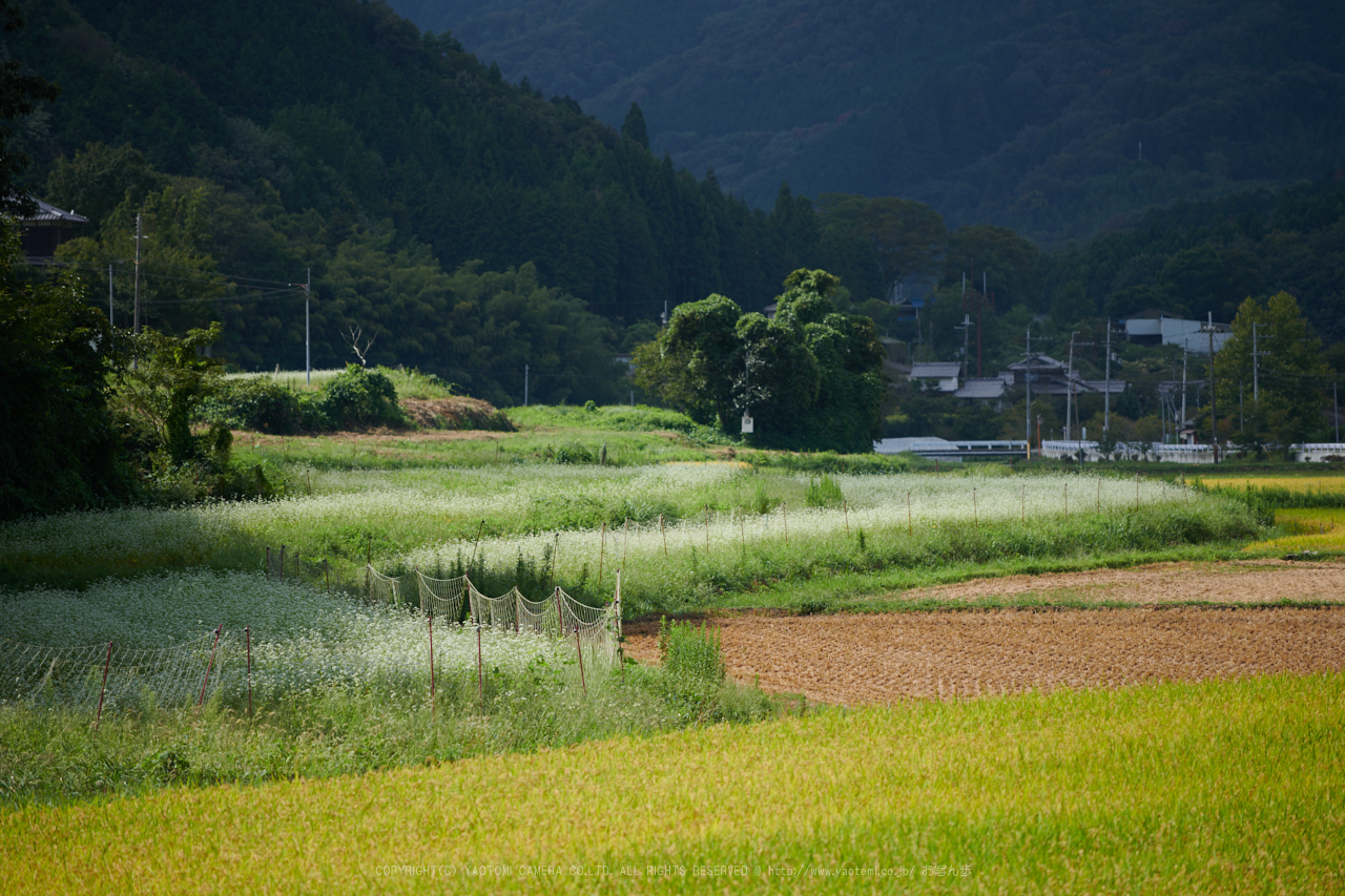 https://www.yaotomi.co.jp/blog/walk/DSC_1217%2C185%20mm%2817-09-13%29yaotomi.jpg