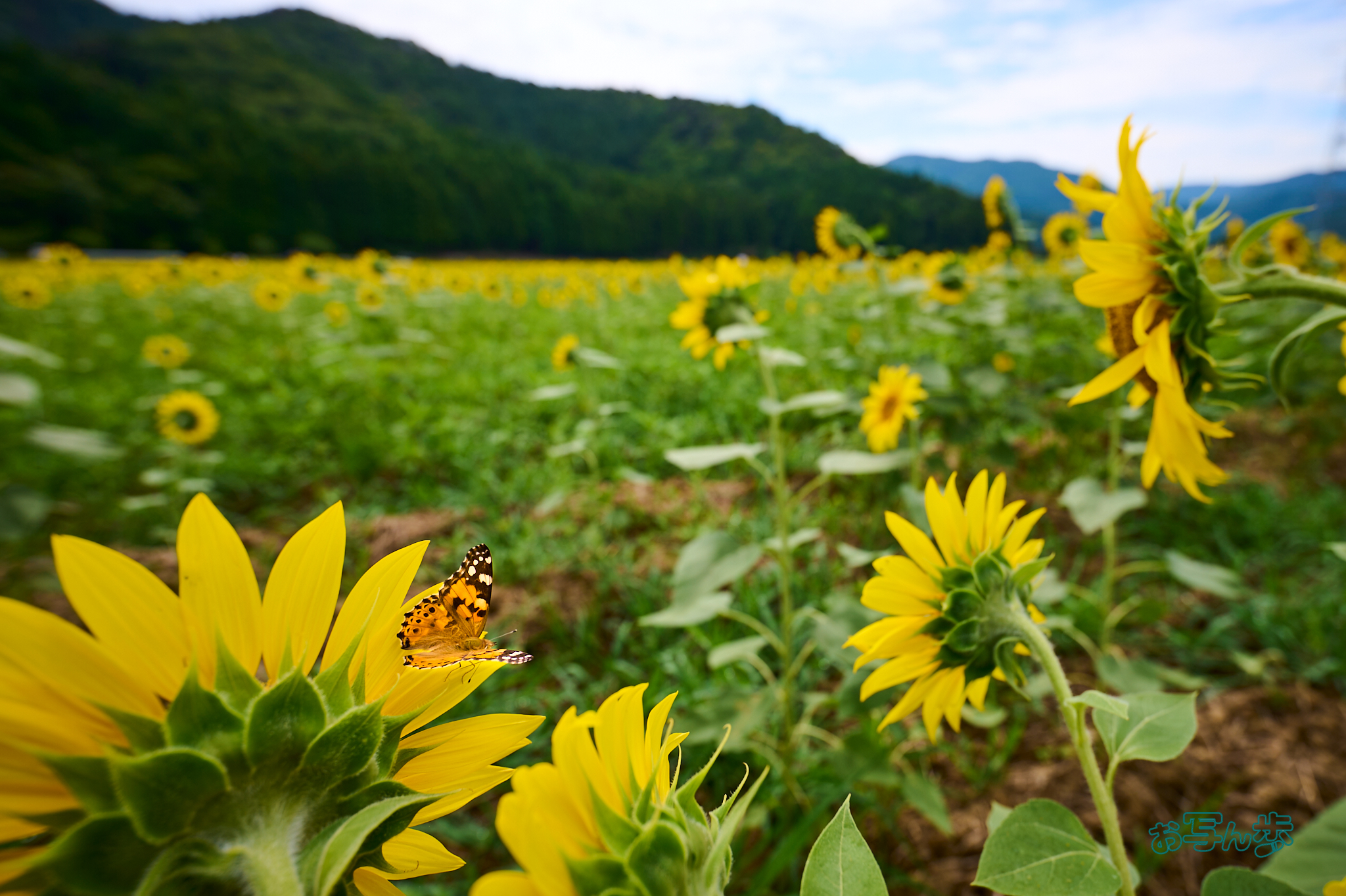 https://www.yaotomi.co.jp/blog/walk/DSC_1219co%2C16%20mm%2CF4%2Ciso100%28RAW%20S%29.jpg