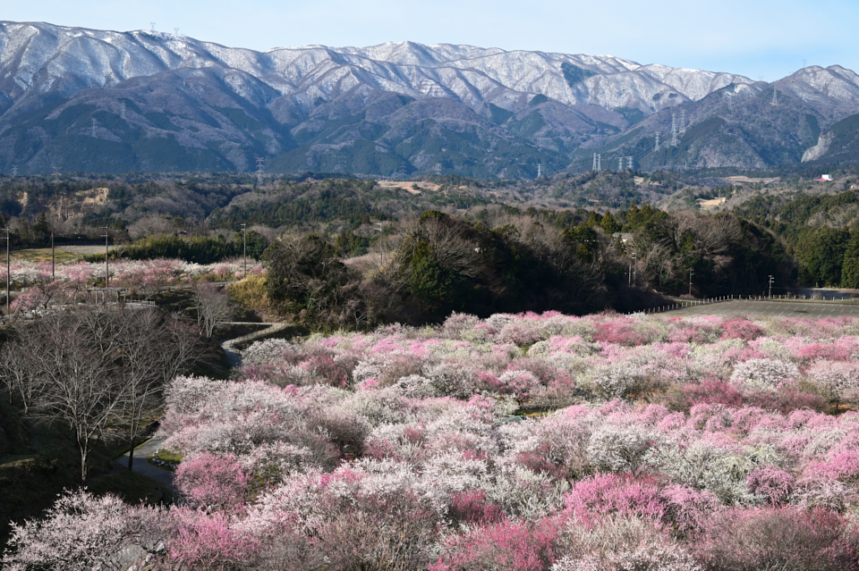 https://www.yaotomi.co.jp/blog/walk/DSC_1223_NDX%20%282%29_2020yaotomi.jpg