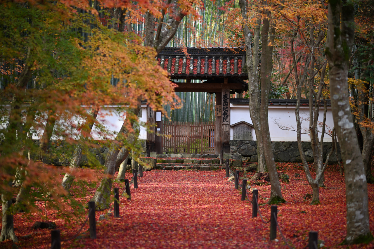 https://www.yaotomi.co.jp/blog/walk/DSC_1230NX-D_85%20mm%28F1.8%29iso100_2018yaotomi.jpg