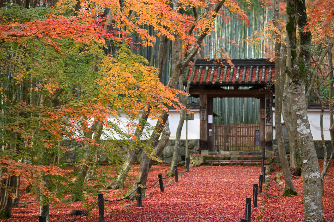 https://www.yaotomi.co.jp/blog/walk/DSC_1241NDX_85%20mm%28F2.8%29iso100_2018yaotomi.jpg