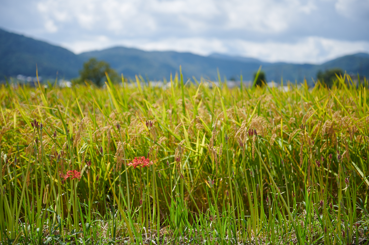 https://www.yaotomi.co.jp/blog/walk/DSC_1245%2C70%20mm%2817-09-13%29yaotomi.jpg