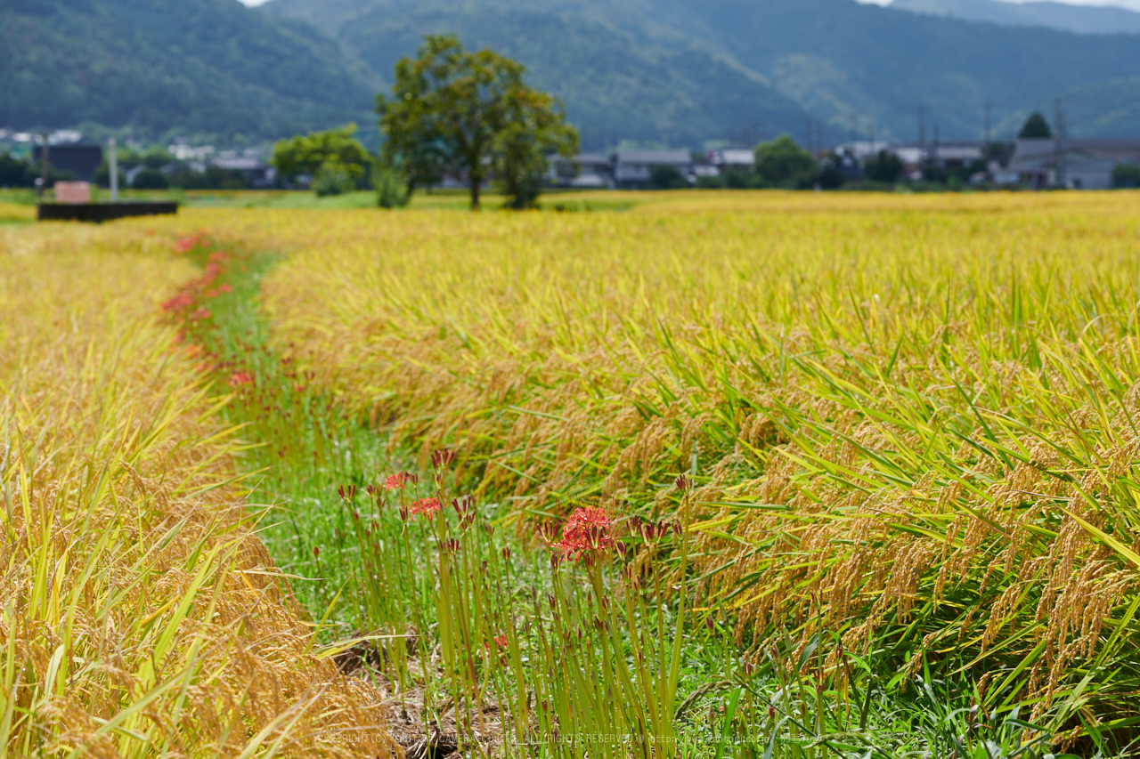 https://www.yaotomi.co.jp/blog/walk/DSC_1248%2C105%20mm%2817-09-13%29yaotomi.jpg