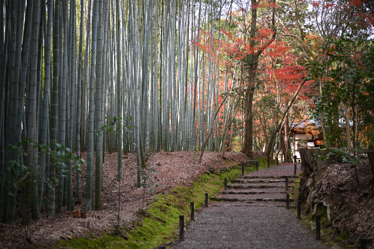 https://www.yaotomi.co.jp/blog/walk/DSC_1252NDX_50%20mm%28F1.8%29iso100_2018yaotomi.jpg