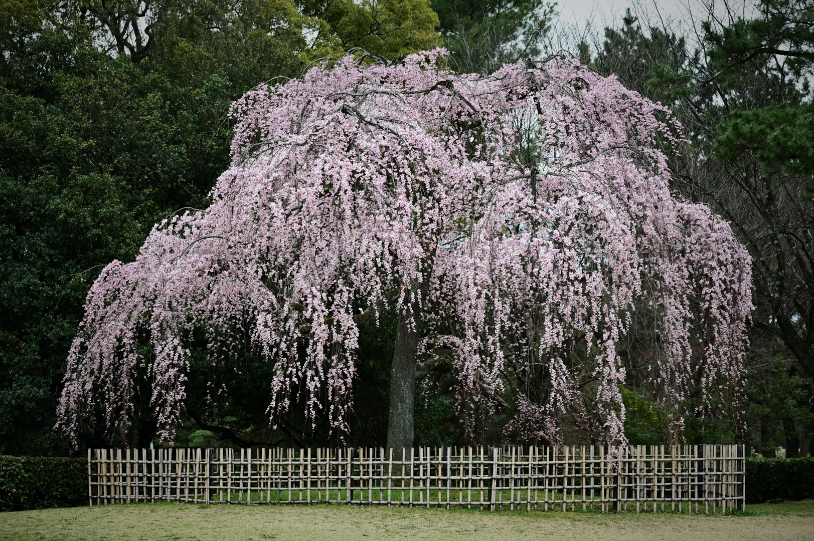 https://www.yaotomi.co.jp/blog/walk/DSC_1272_NDX%2C90%20mm%2CF5.6%2C1-100%20%E7%A7%92%2Ciso640.jpg