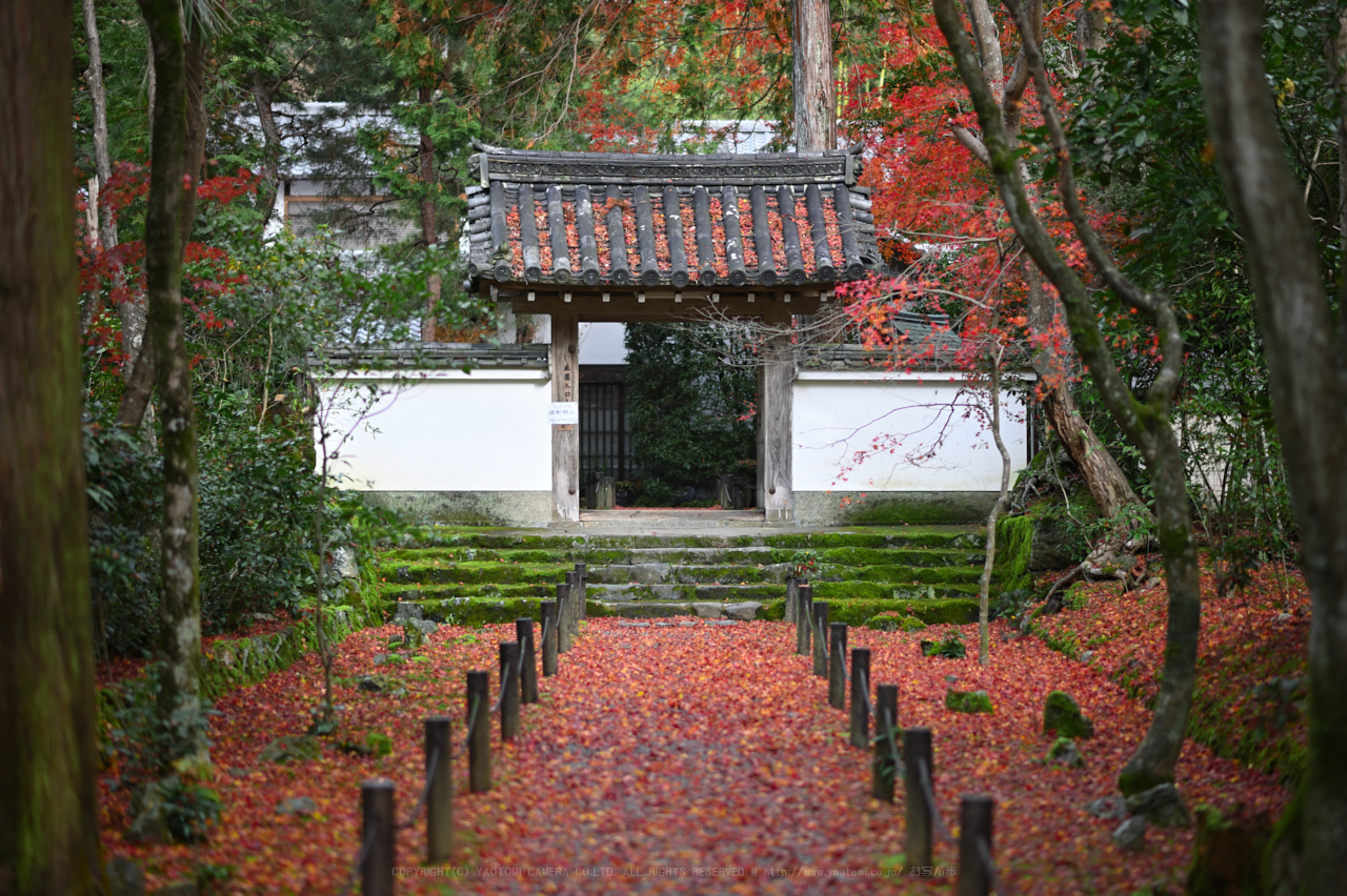 https://www.yaotomi.co.jp/blog/walk/DSC_1277NDX_85%20mm%28F1.8%29iso100_2018yaotomi.jpg