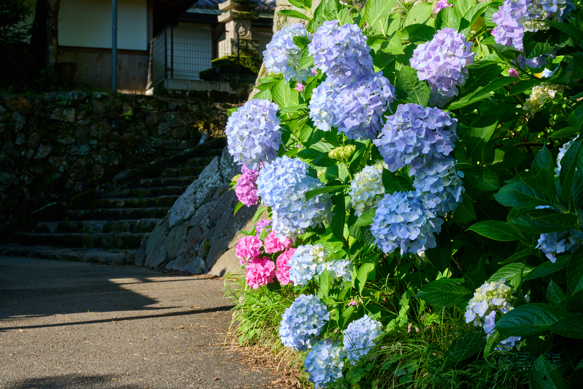https://www.yaotomi.co.jp/blog/walk/DSC_1277co%2C59%20mm%2CF16%2Ciso280%2CNIKKOR%20Z%2024-120mm%20f-4%20S_1.jpg
