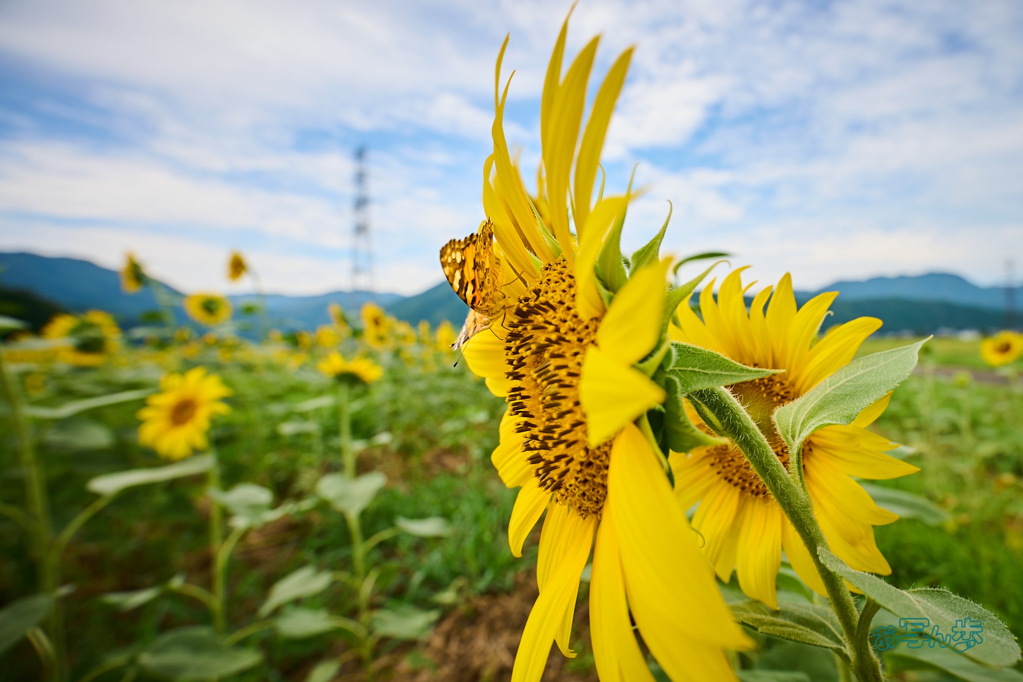 https://www.yaotomi.co.jp/blog/walk/DSC_1278co%2C17%20mm%2CF6.3%2Ciso100%28RAW%20S%29_1.jpg
