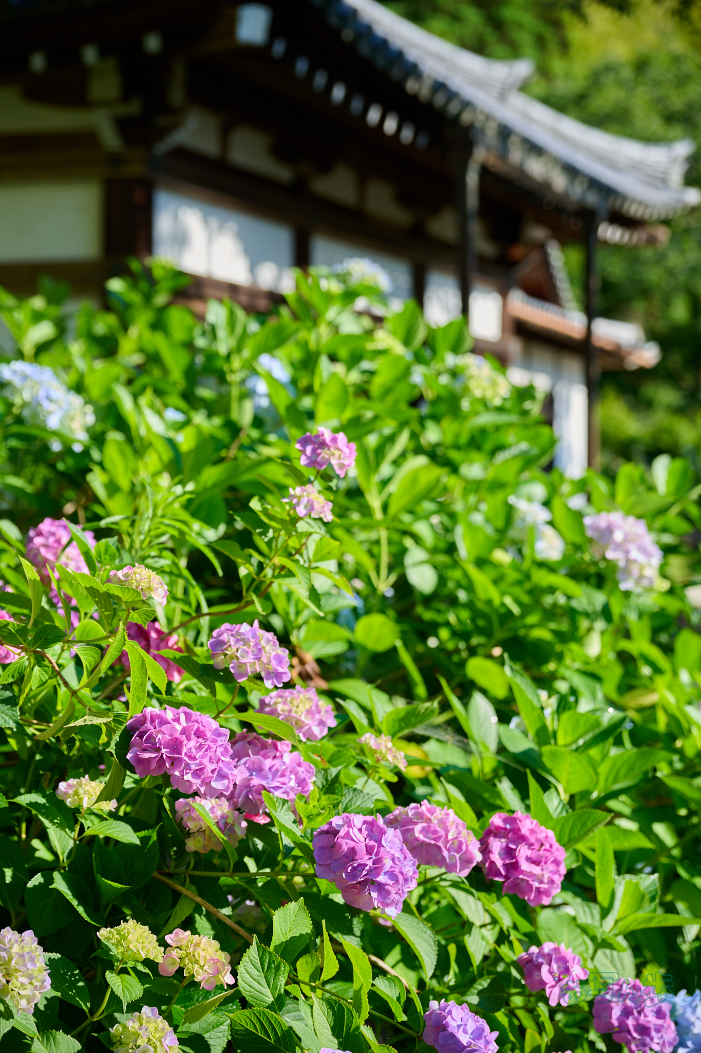 https://www.yaotomi.co.jp/blog/walk/DSC_1285co%2C72%20mm%2CF4%2Ciso100%2CNIKKOR%20Z%2024-120mm%20f-4%20S.jpg