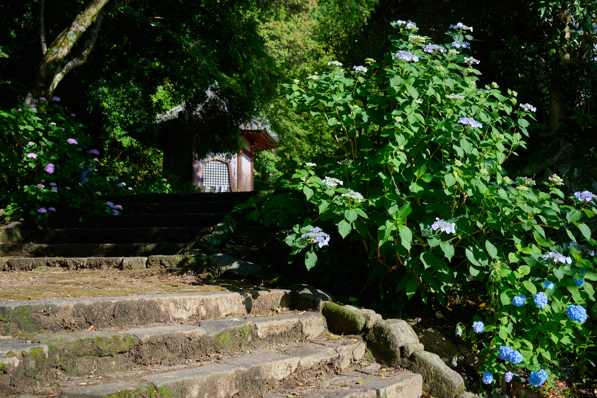 https://www.yaotomi.co.jp/blog/walk/DSC_1297co%2C38%20mm%2CF4%2Ciso100%2CNIKKOR%20Z%2024-120mm%20f-4%20S.jpg