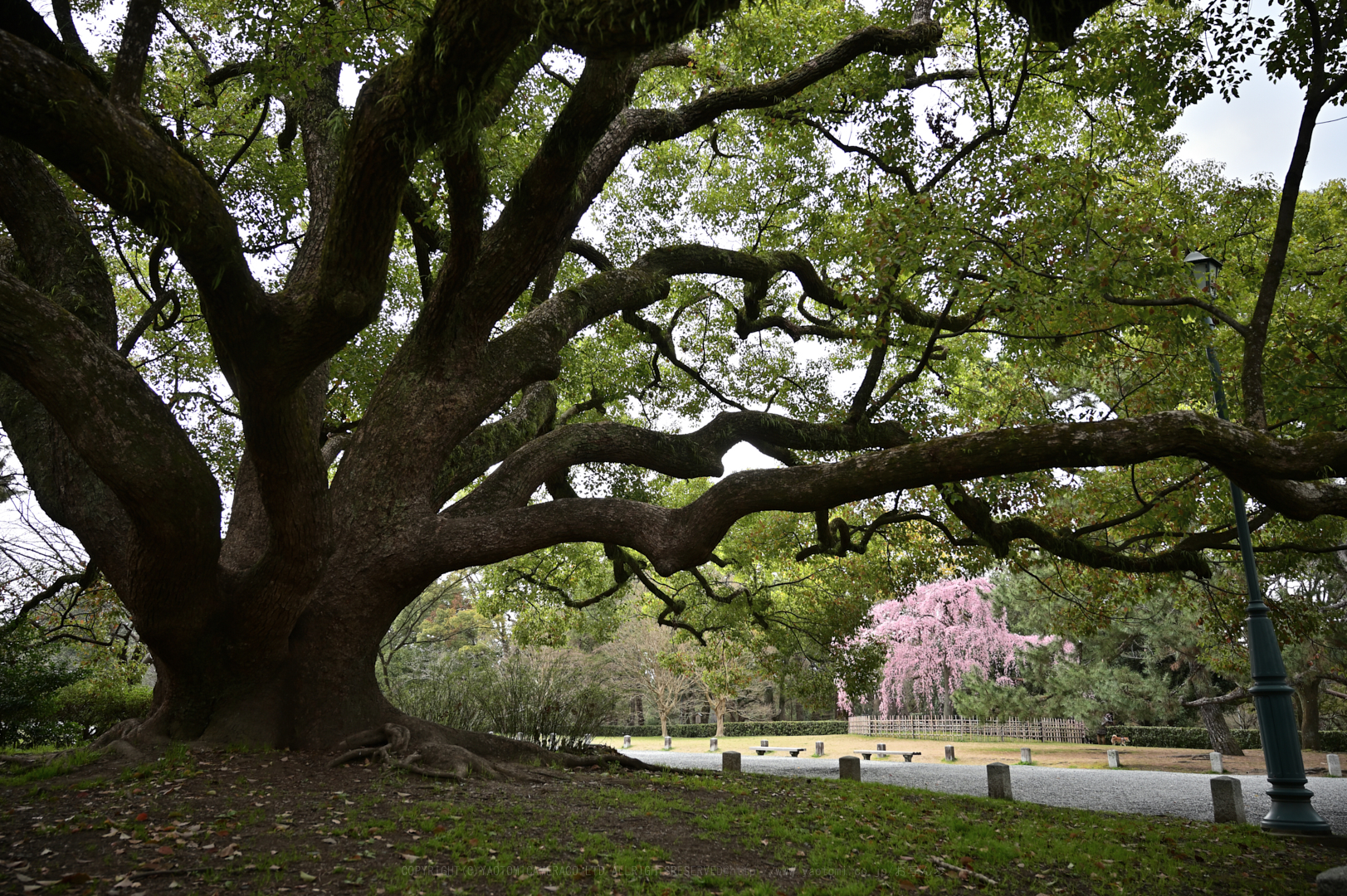 https://www.yaotomi.co.jp/blog/walk/DSC_1321_NDX%2C24%20mm%2CF4%2C1-25%20%E7%A7%92%2Ciso100.jpg