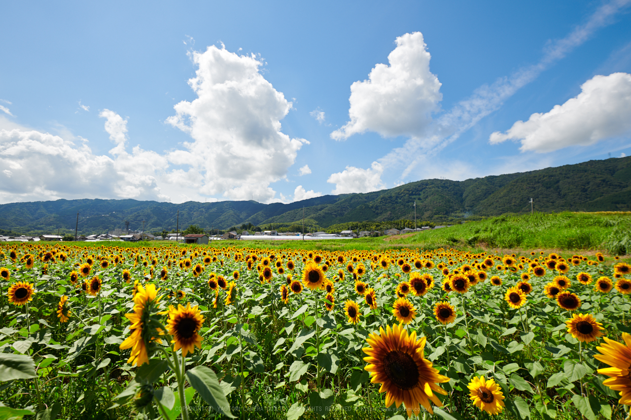 https://www.yaotomi.co.jp/blog/walk/DSC_1322%2C16%20mm%2817-09-13%29yaotomi%201.jpg